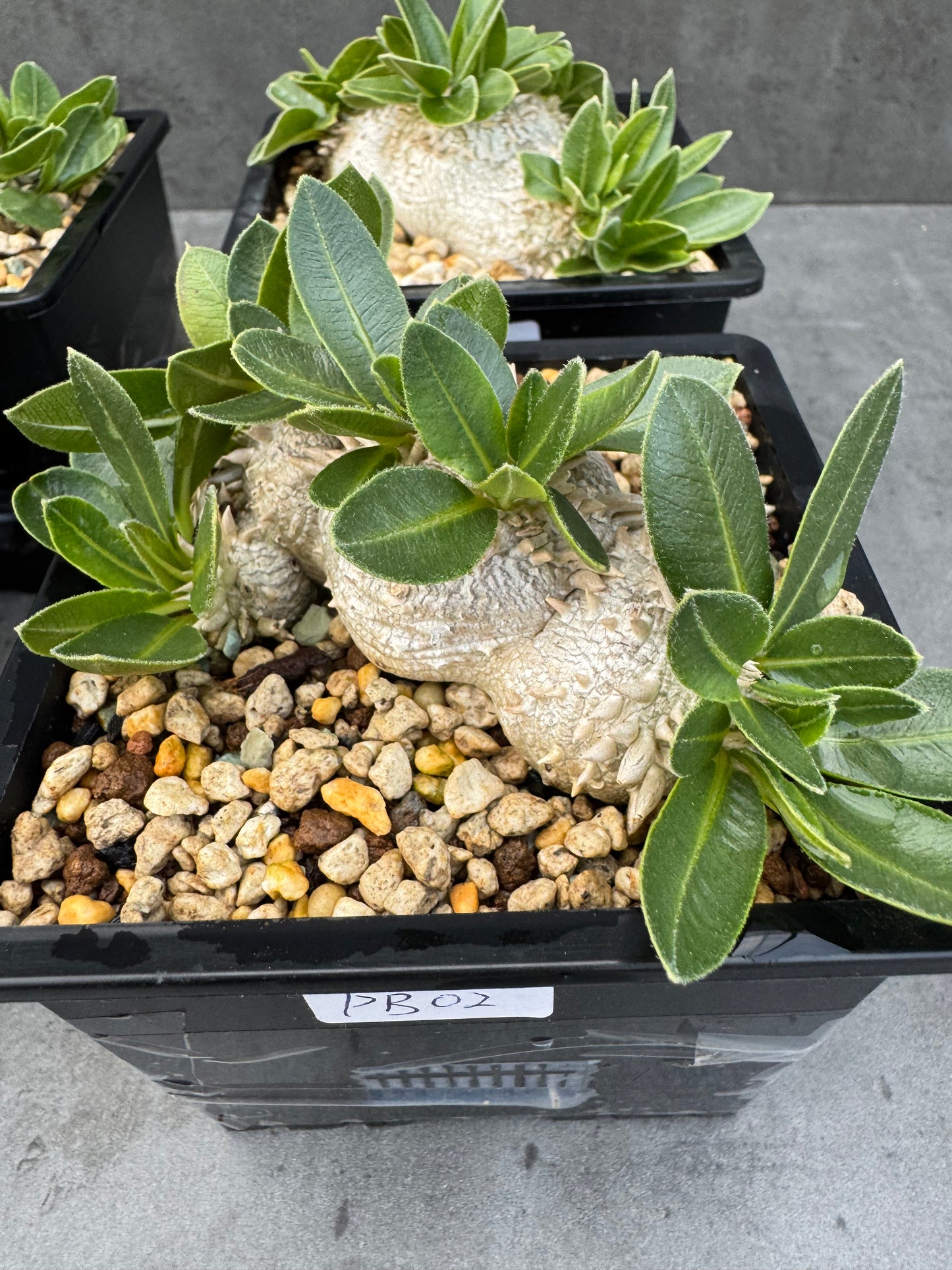 Pachypodium brevicaule großes Exemplar - wurzelecht