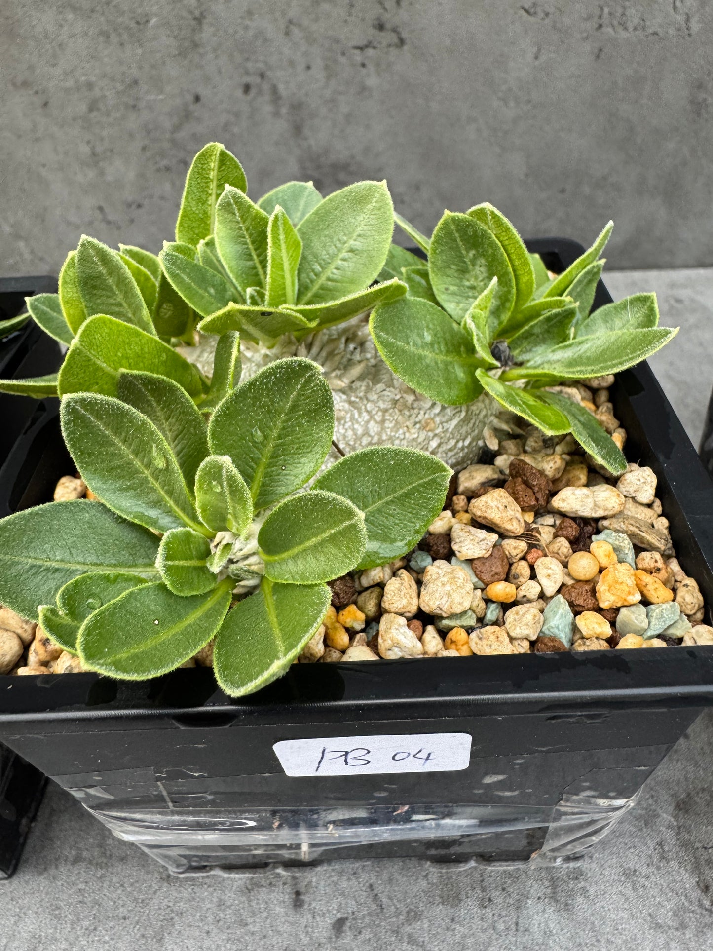 Pachypodium brevicaule großes Exemplar - wurzelecht