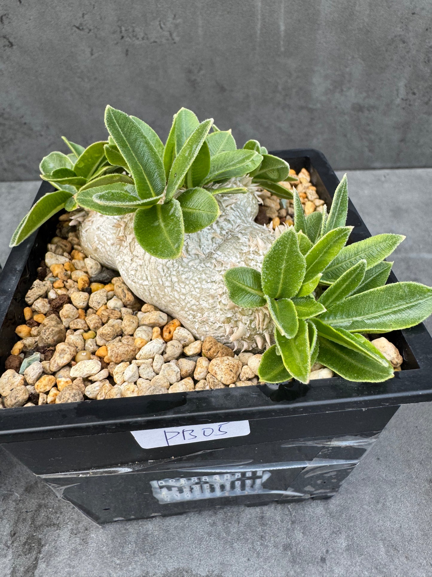 Pachypodium brevicaule großes Exemplar - wurzelecht