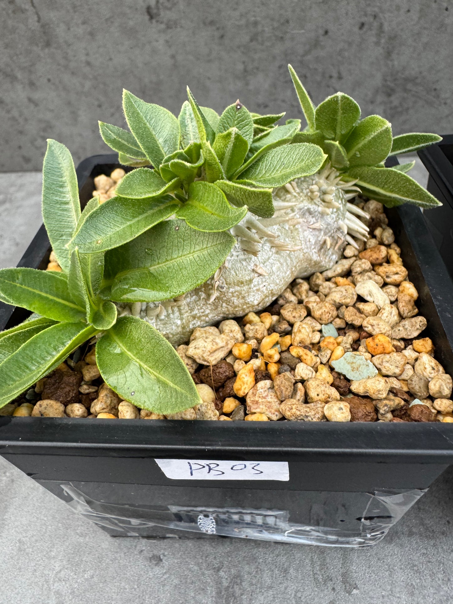 Pachypodium brevicaule großes Exemplar - wurzelecht