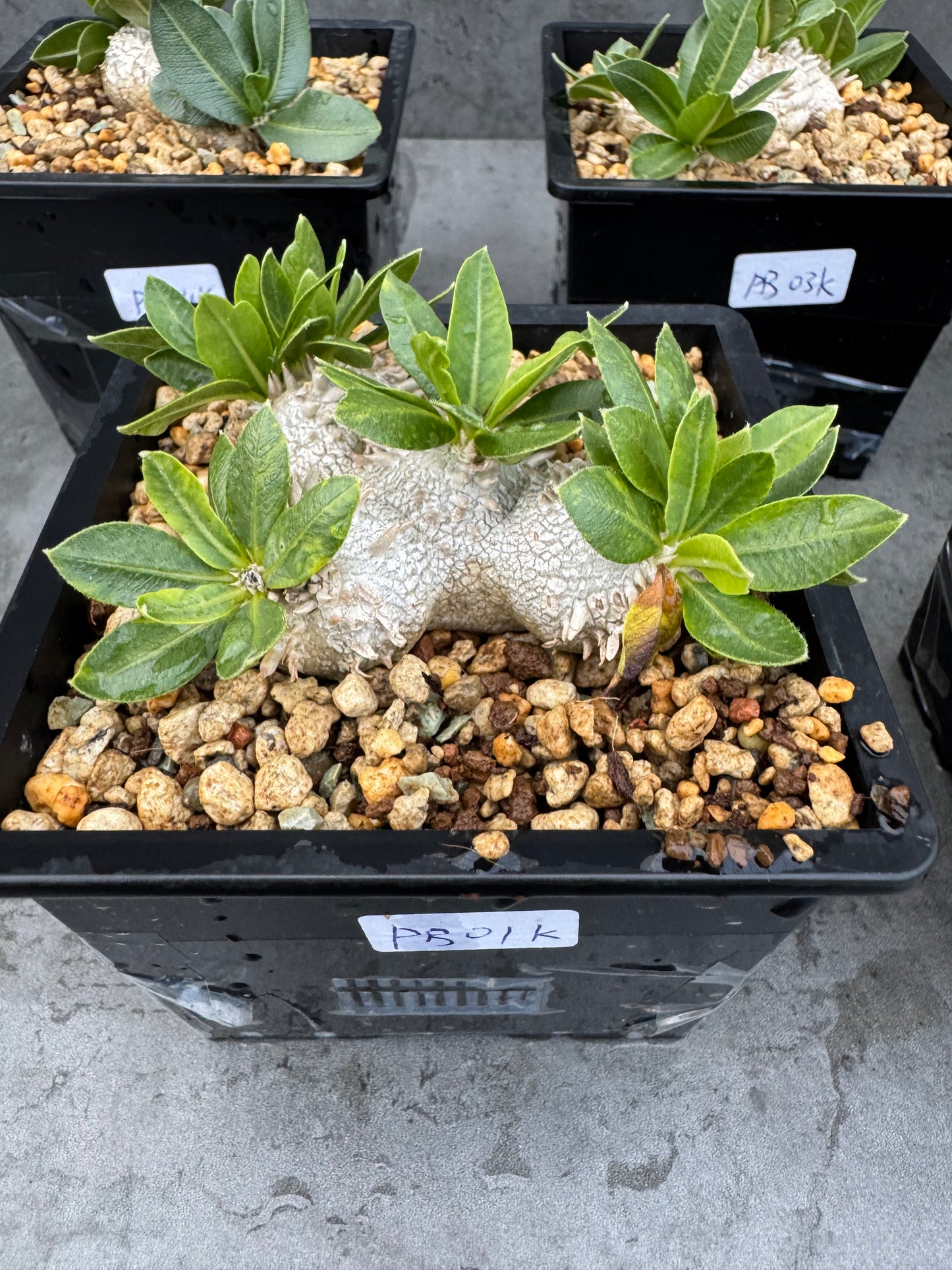 Pachypodium brevicaule - wurzelecht