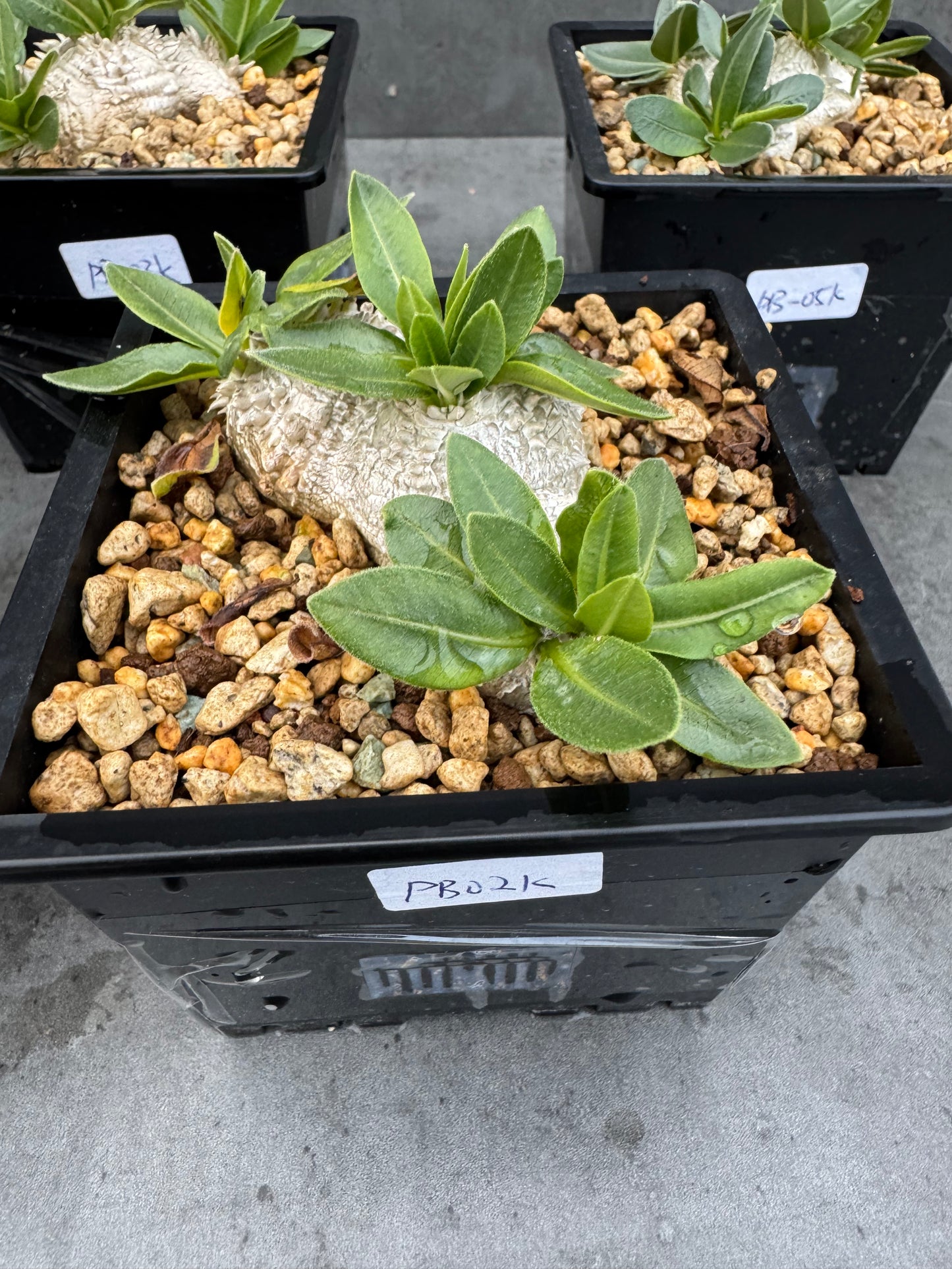 Pachypodium brevicaule - wurzelecht