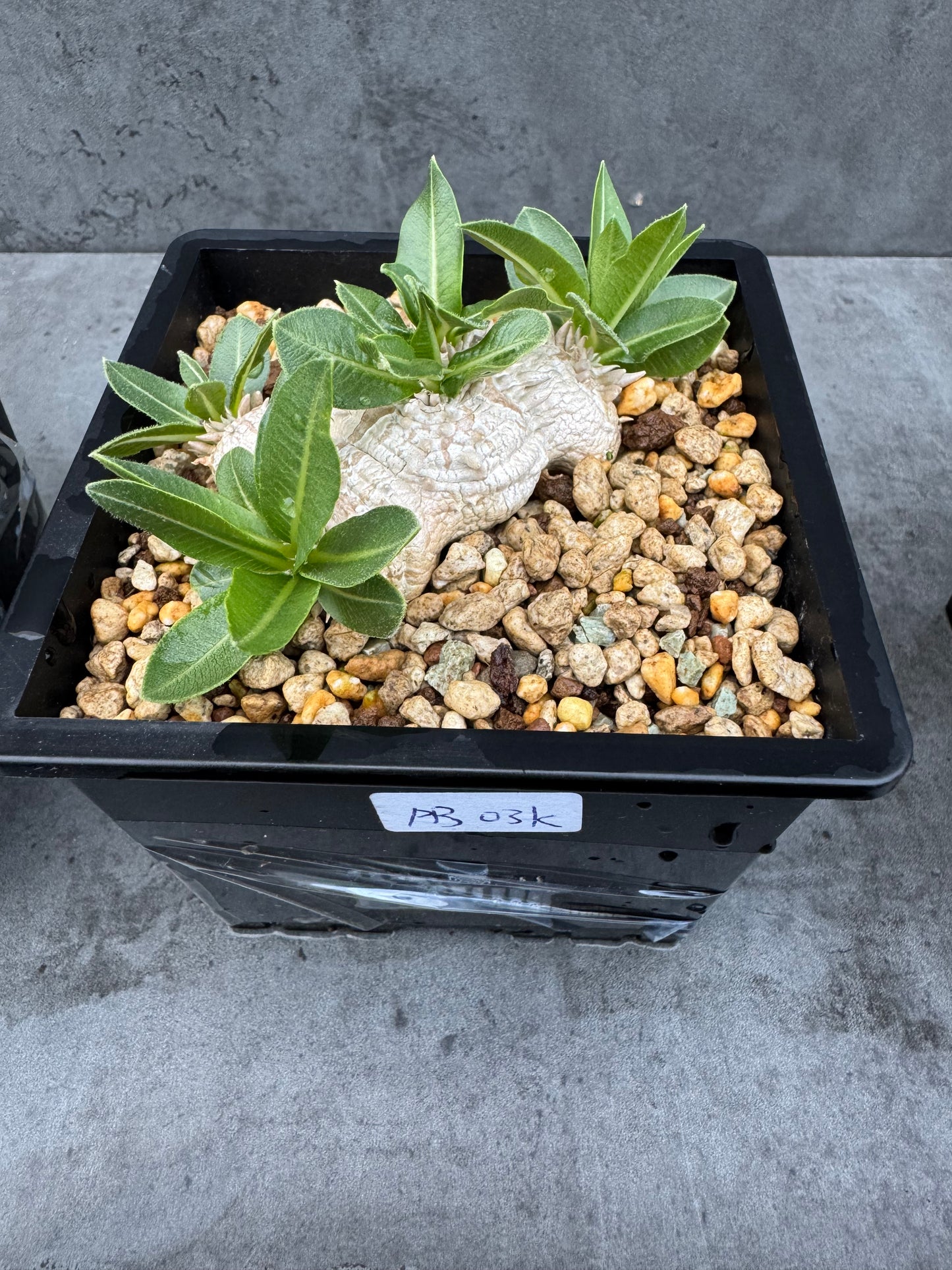 Pachypodium brevicaule - wurzelecht