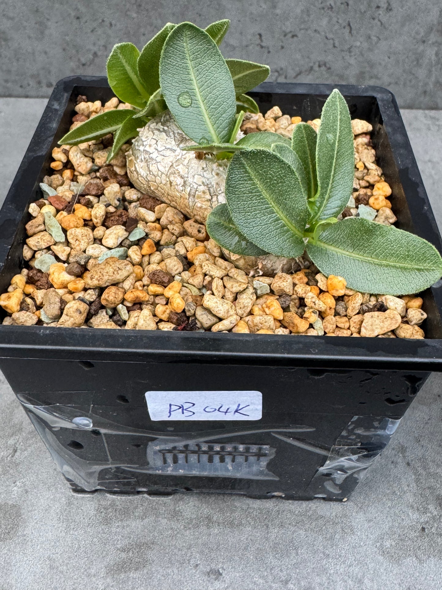 Pachypodium brevicaule - wurzelecht