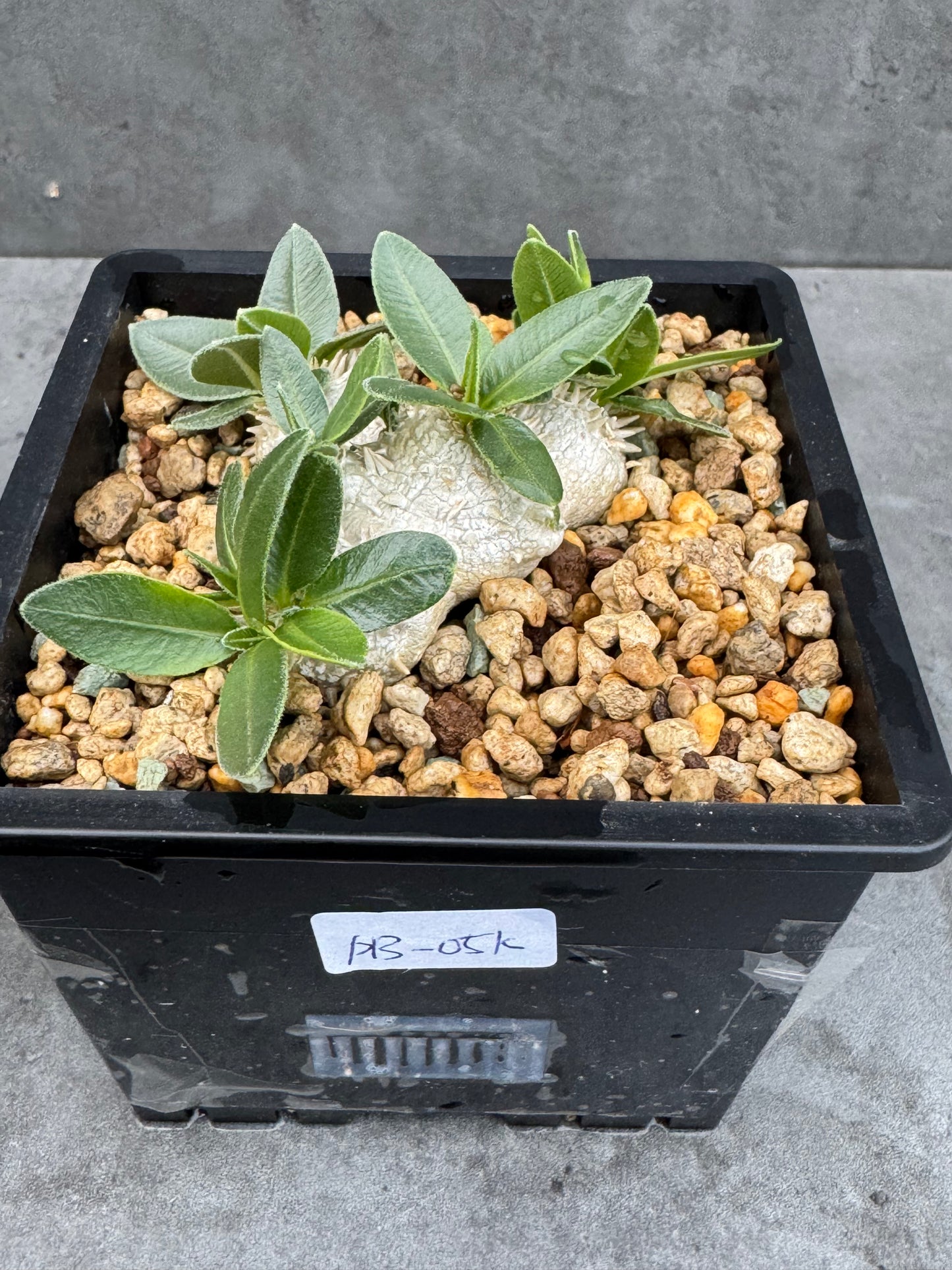 Pachypodium brevicaule - wurzelecht