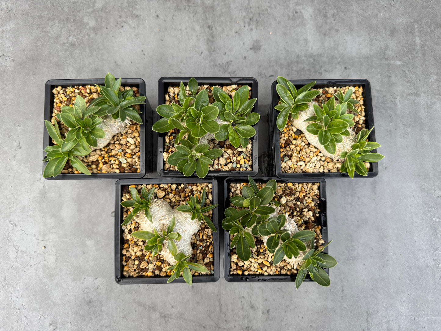 Pachypodium brevicaule großes Exemplar - wurzelecht