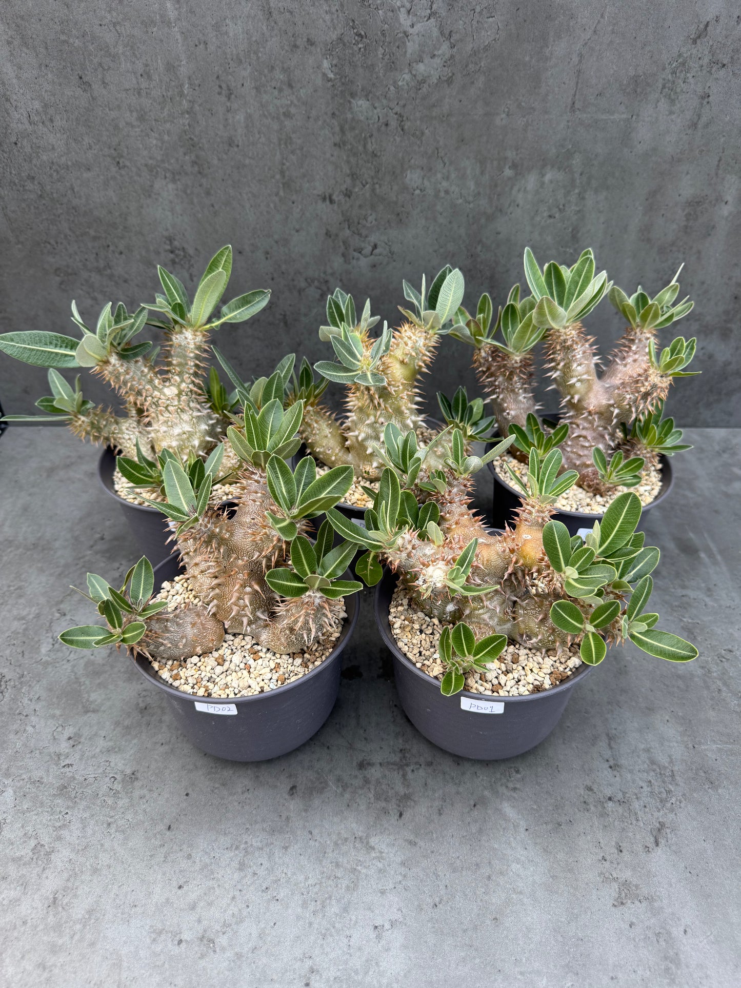 Pachypodium densiflorum - prächtige und kräftige Exemplare
