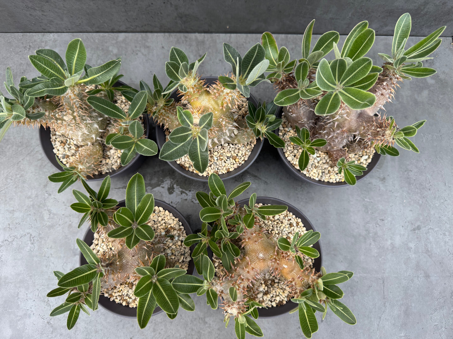 Pachypodium densiflorum - prächtige und kräftige Exemplare