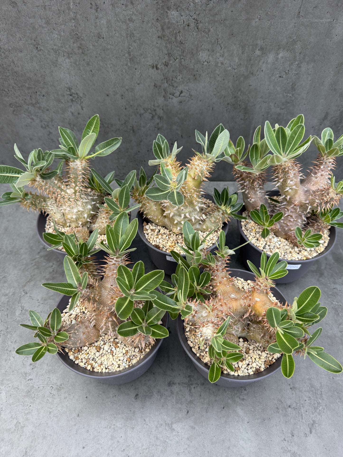 Pachypodium densiflorum - prächtige und kräftige Exemplare