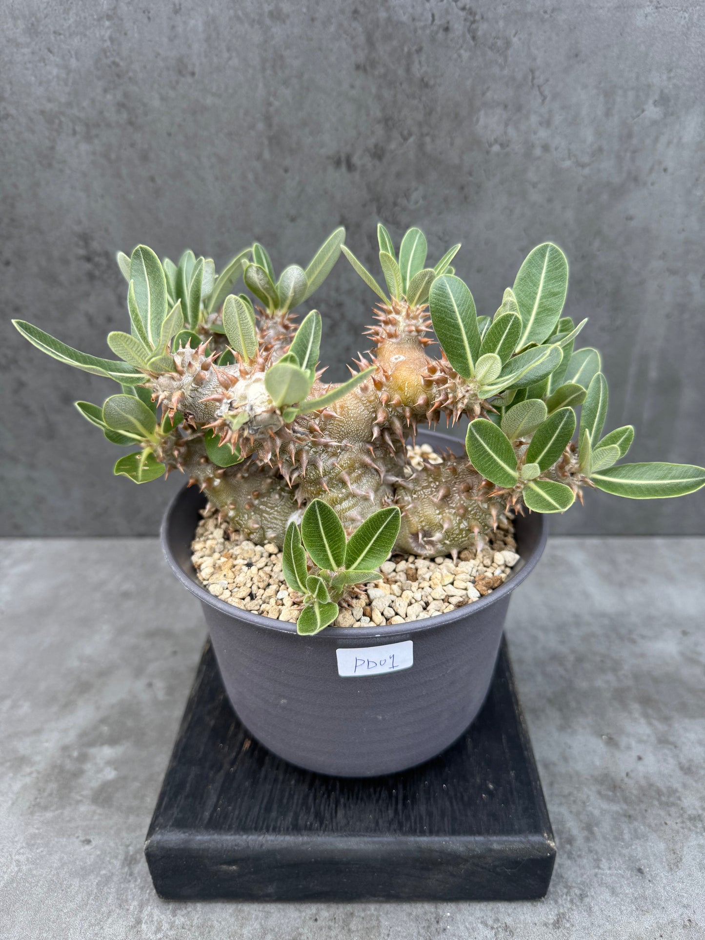 Pachypodium densiflorum - prächtige und kräftige Exemplare