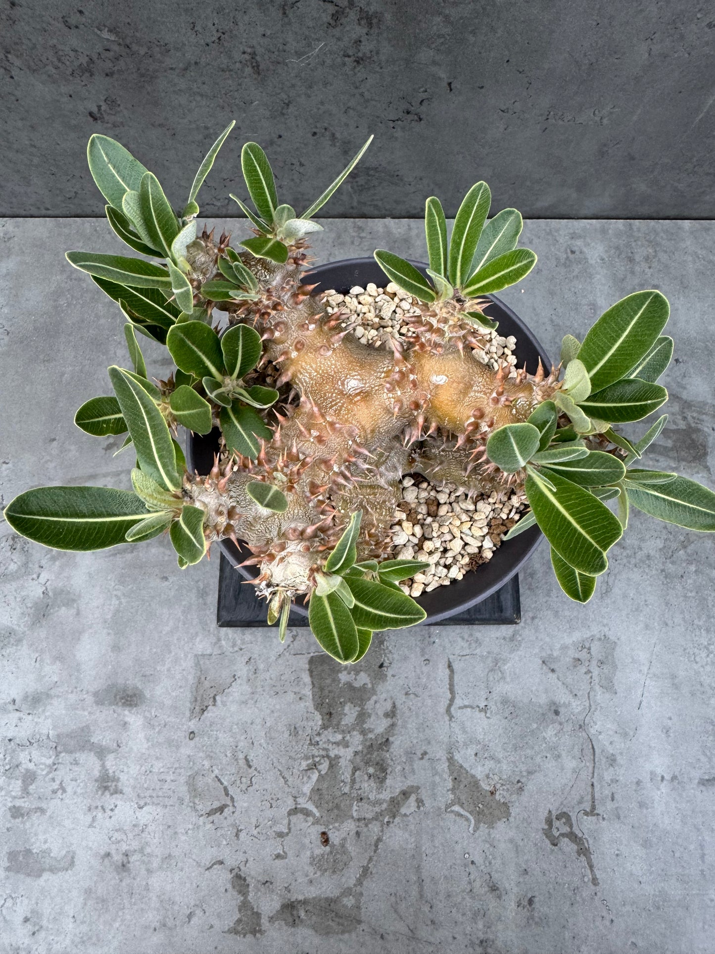 Pachypodium densiflorum - prächtige und kräftige Exemplare