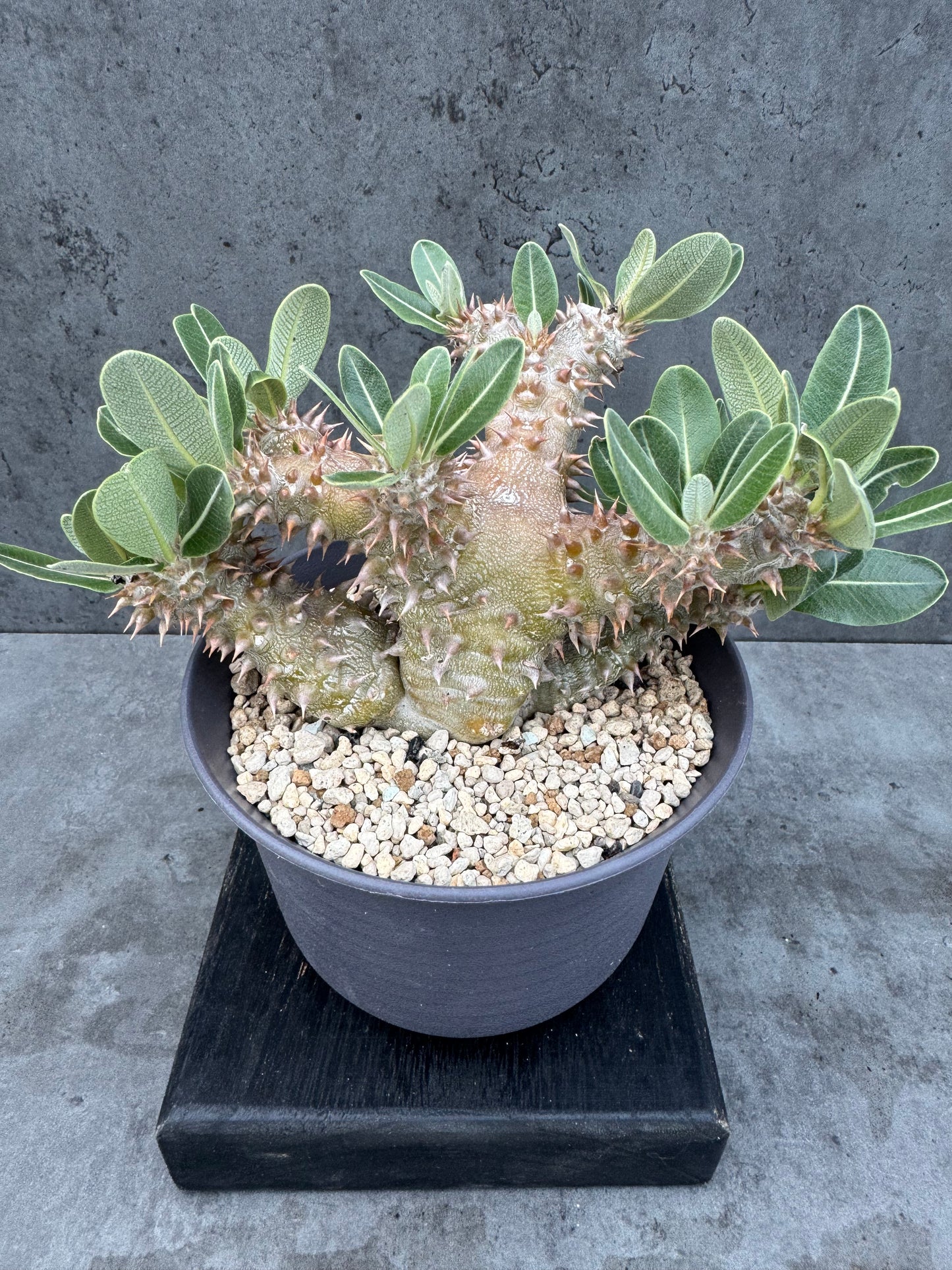 Pachypodium densiflorum - prächtige und kräftige Exemplare