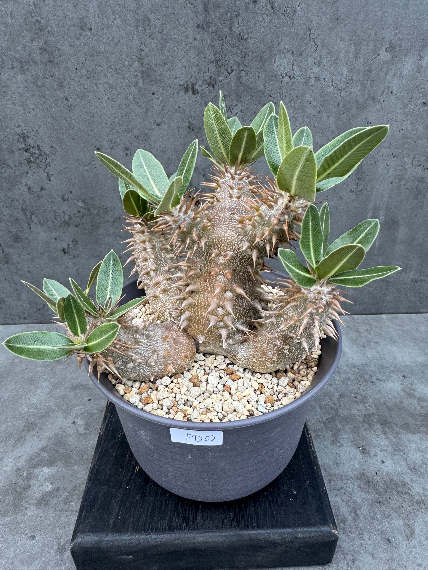Pachypodium densiflorum - prächtige und kräftige Exemplare