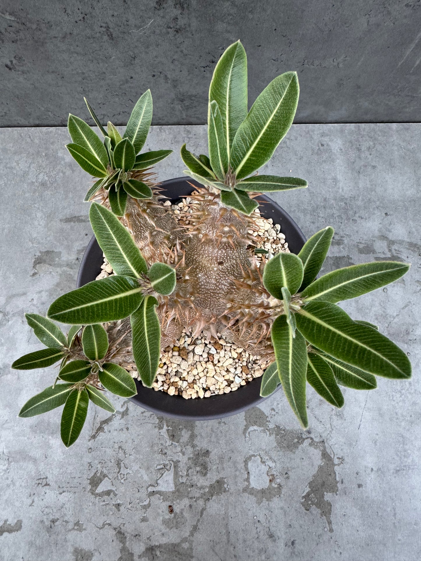 Pachypodium densiflorum - prächtige und kräftige Exemplare