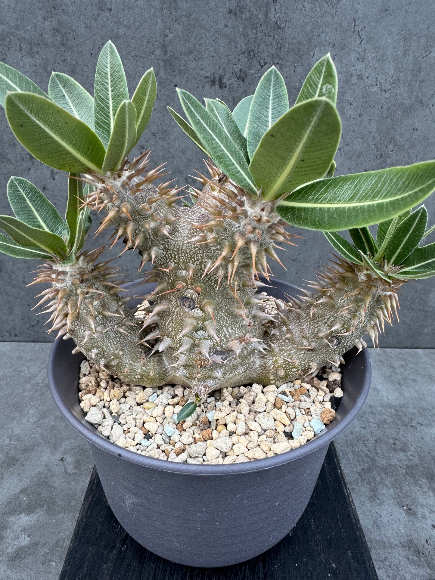 Pachypodium densiflorum - prächtige und kräftige Exemplare