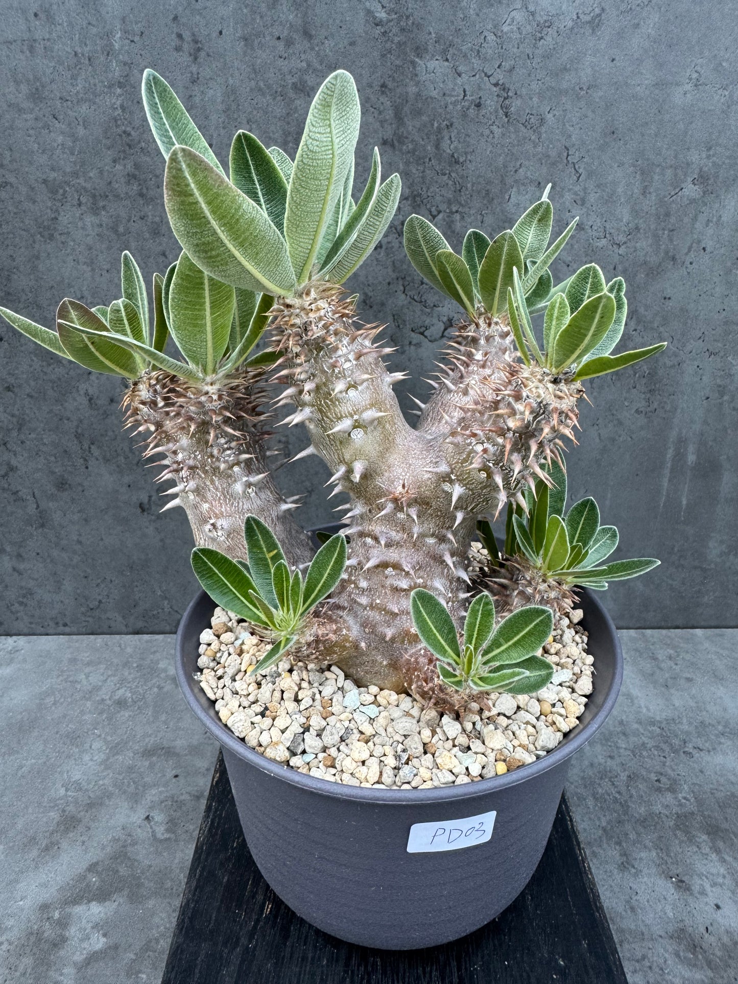 Pachypodium densiflorum - prächtige und kräftige Exemplare