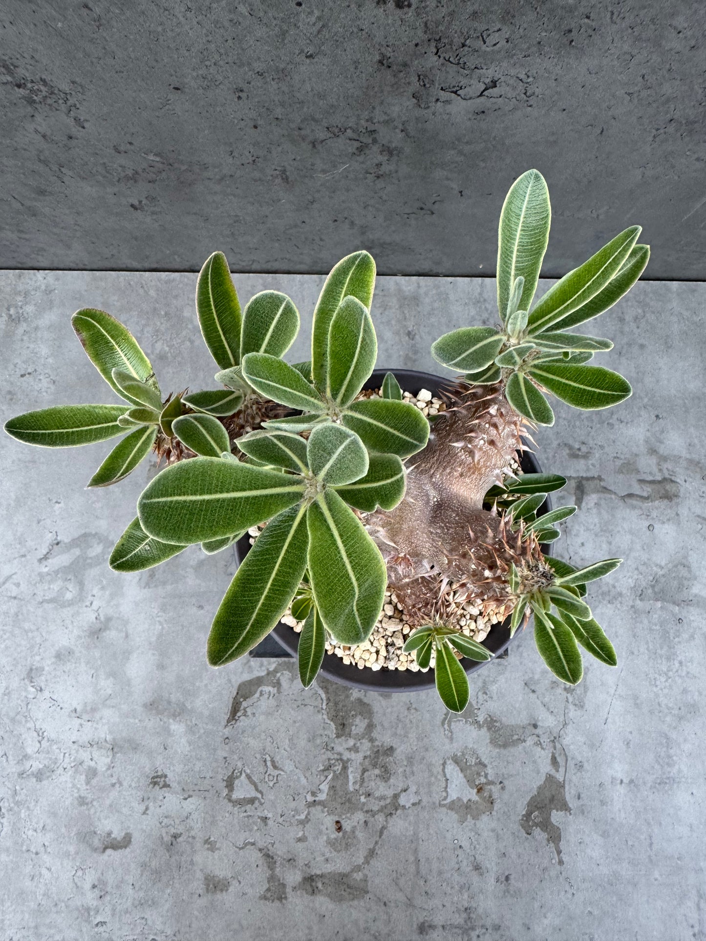 Pachypodium densiflorum - prächtige und kräftige Exemplare