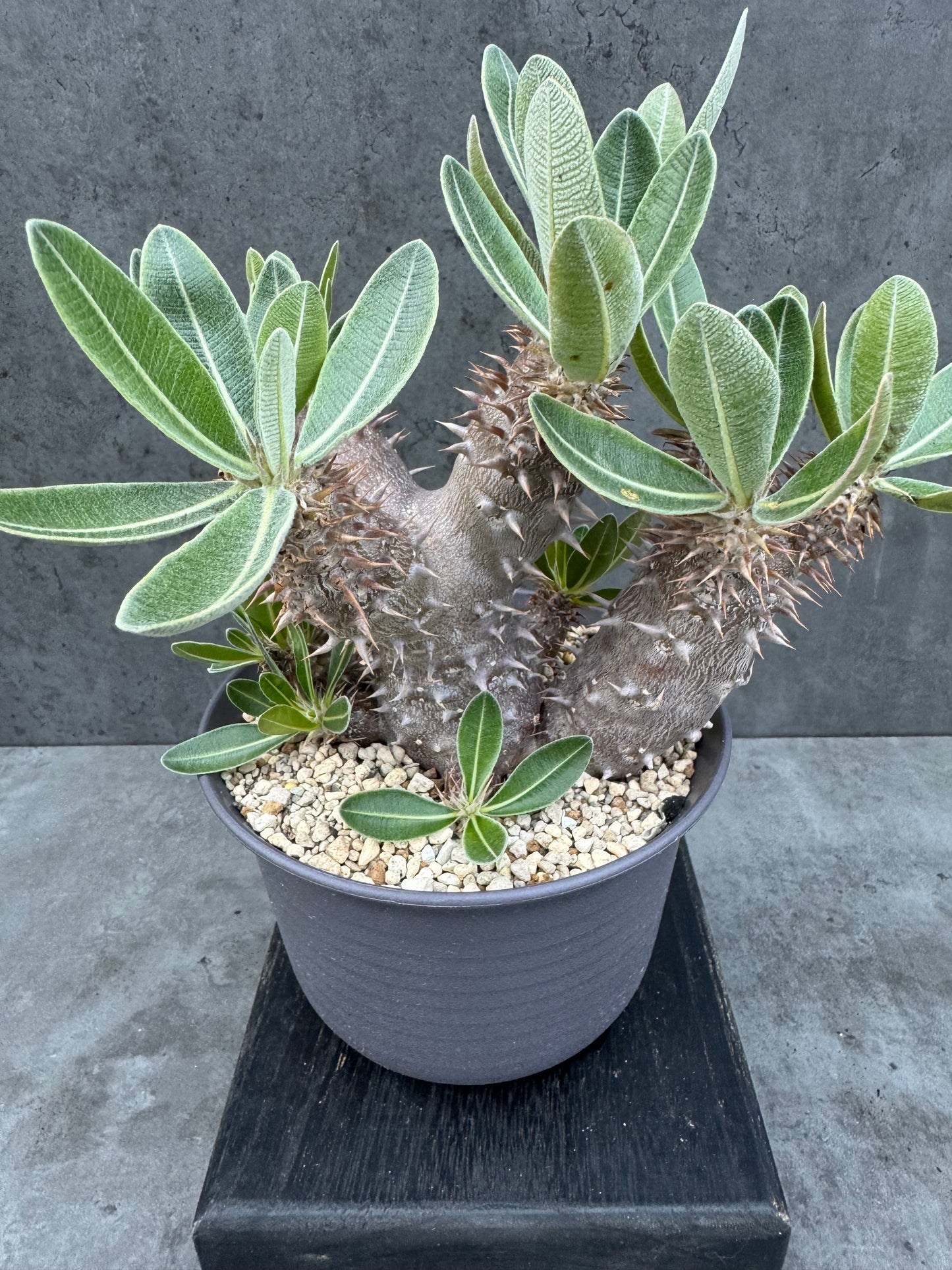 Pachypodium densiflorum - prächtige und kräftige Exemplare