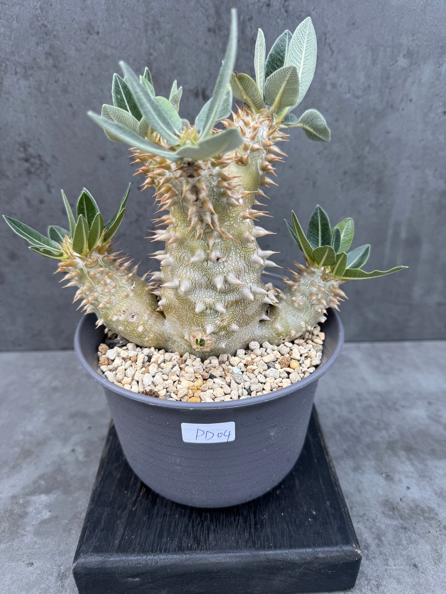 Pachypodium densiflorum - prächtige und kräftige Exemplare