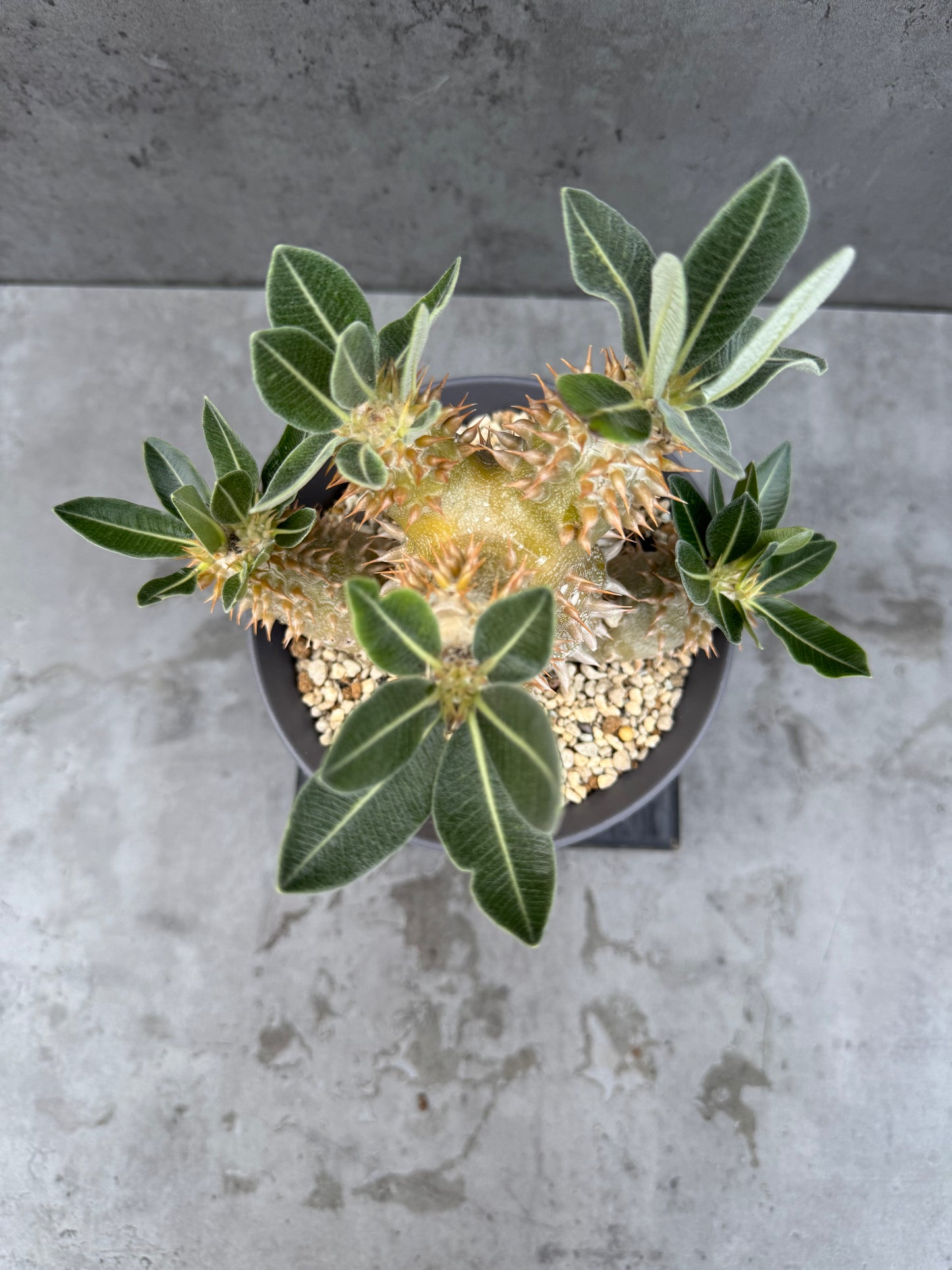 Pachypodium densiflorum - prächtige und kräftige Exemplare