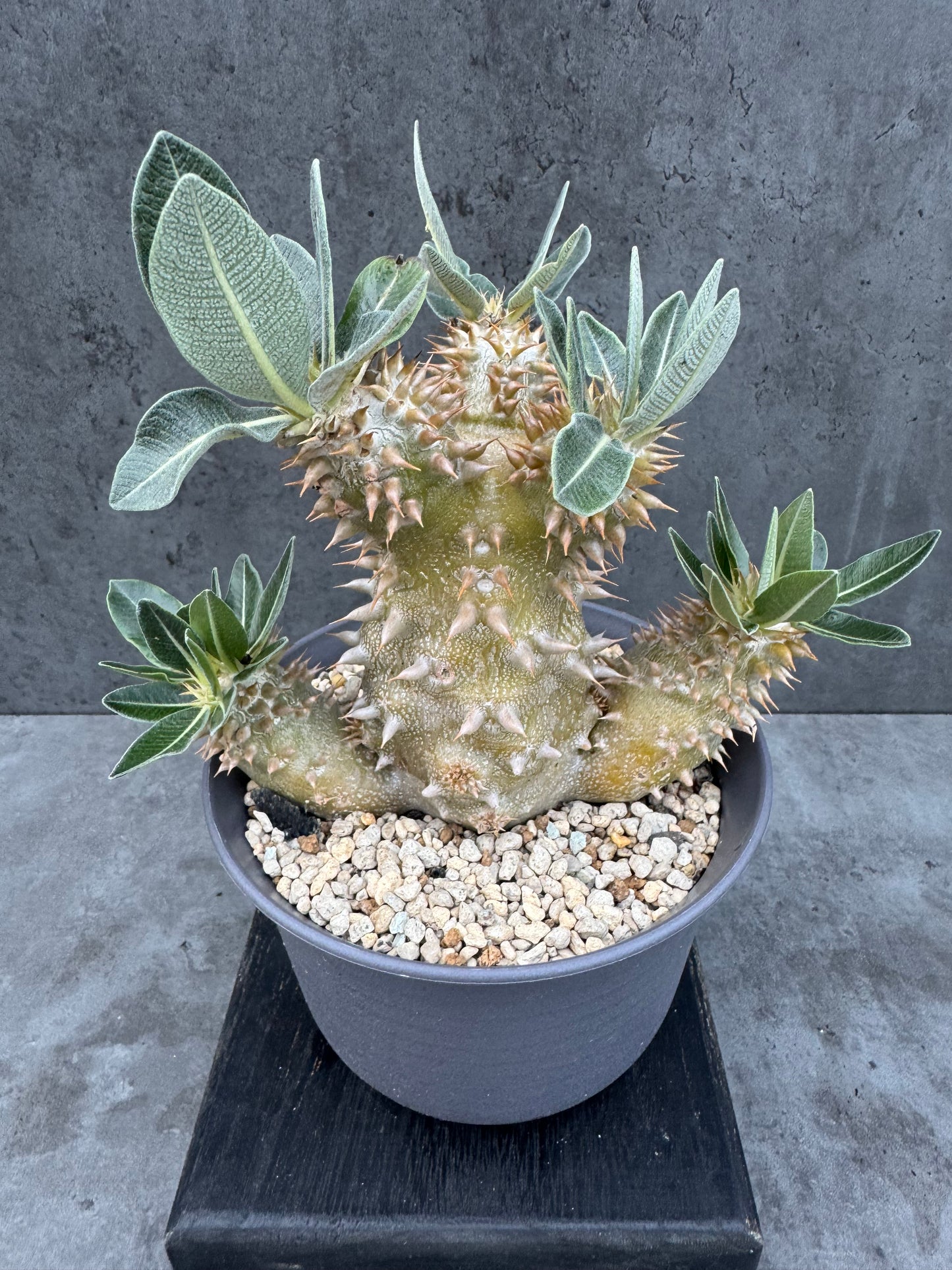 Pachypodium densiflorum - prächtige und kräftige Exemplare
