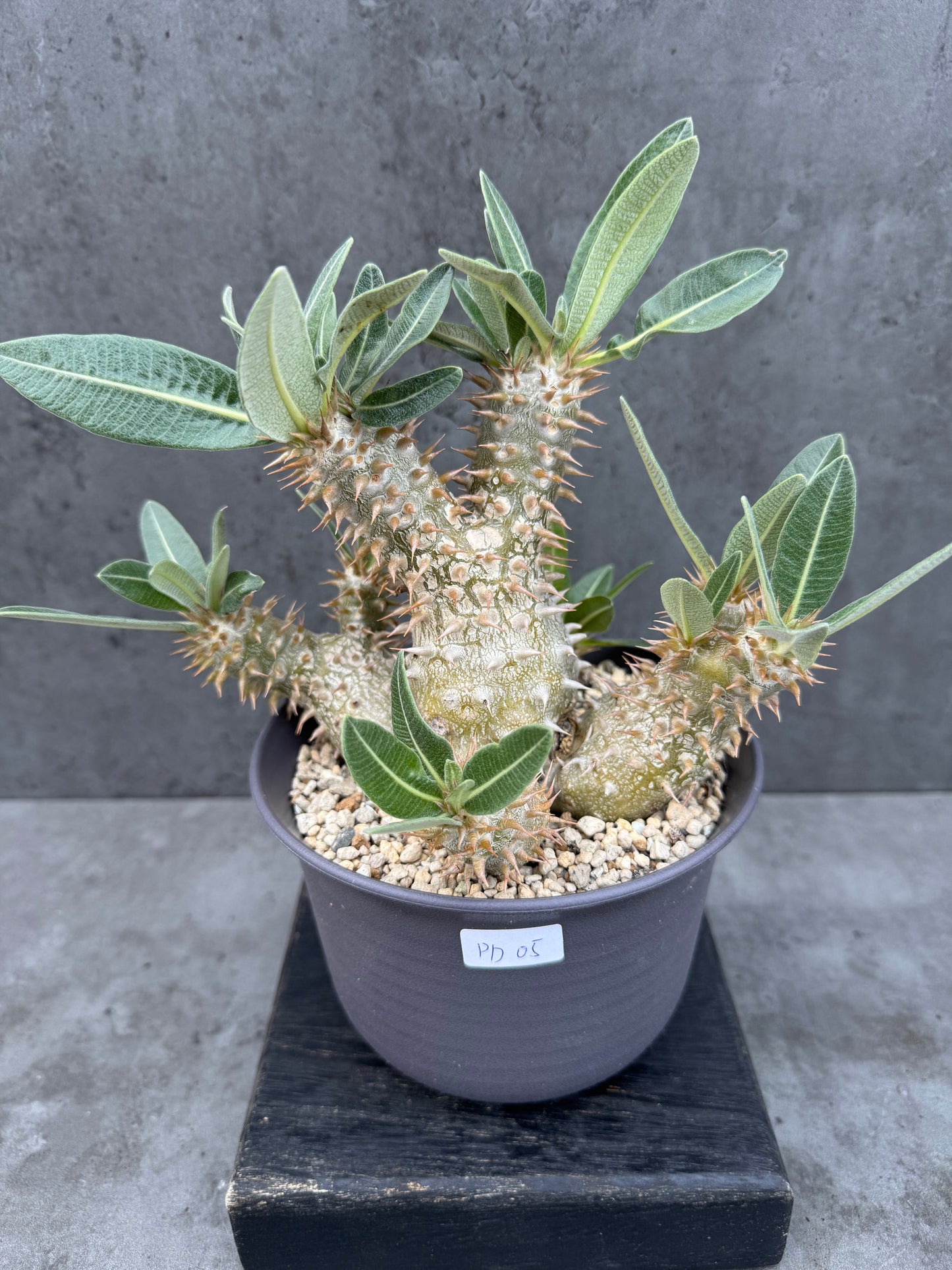 Pachypodium densiflorum - prächtige und kräftige Exemplare