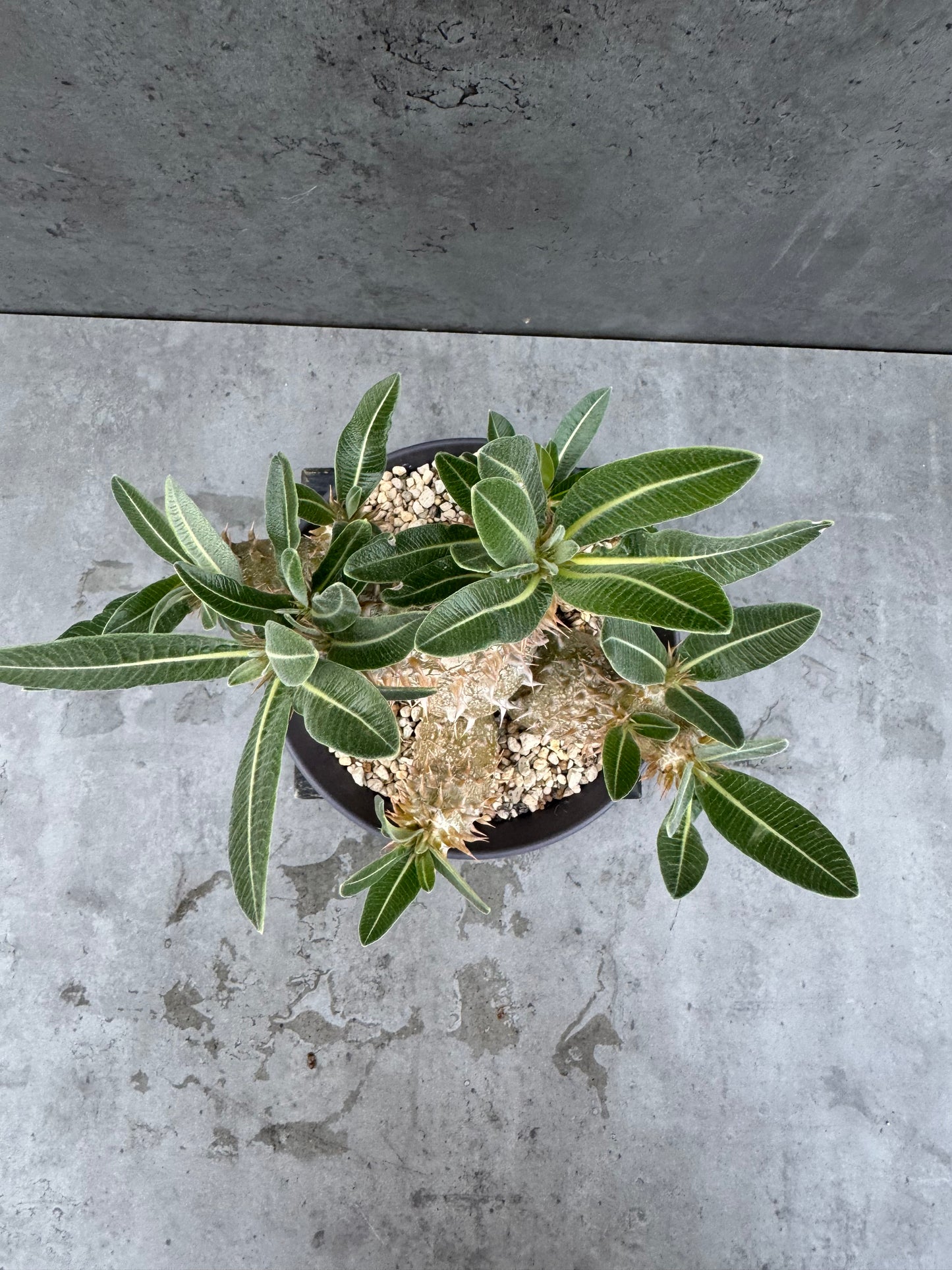 Pachypodium densiflorum - prächtige und kräftige Exemplare