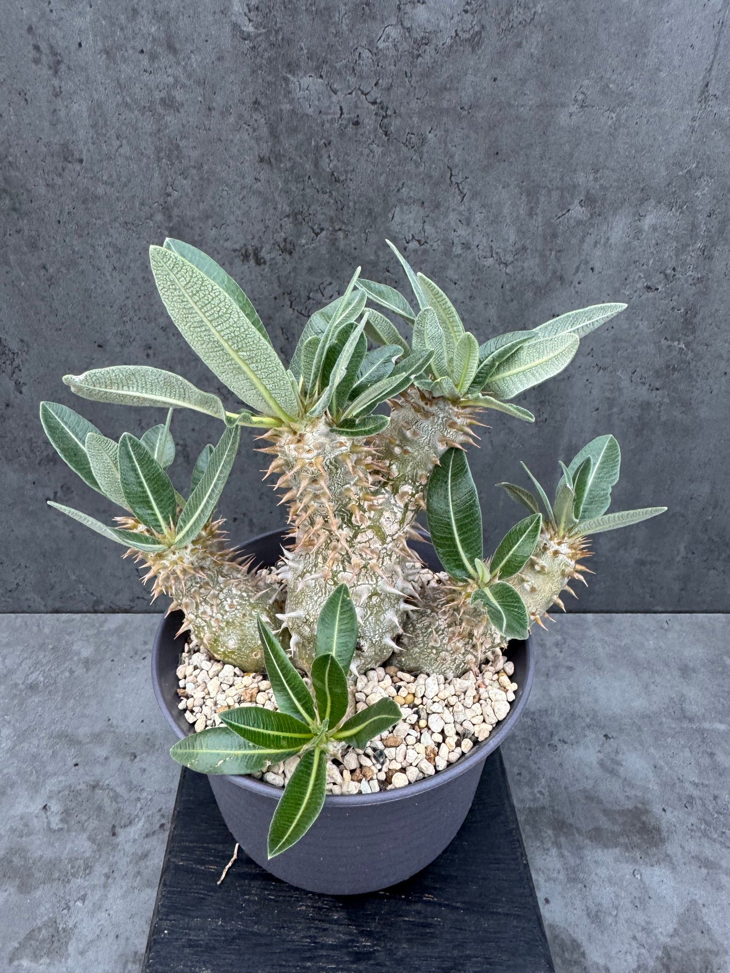 Pachypodium densiflorum - prächtige und kräftige Exemplare