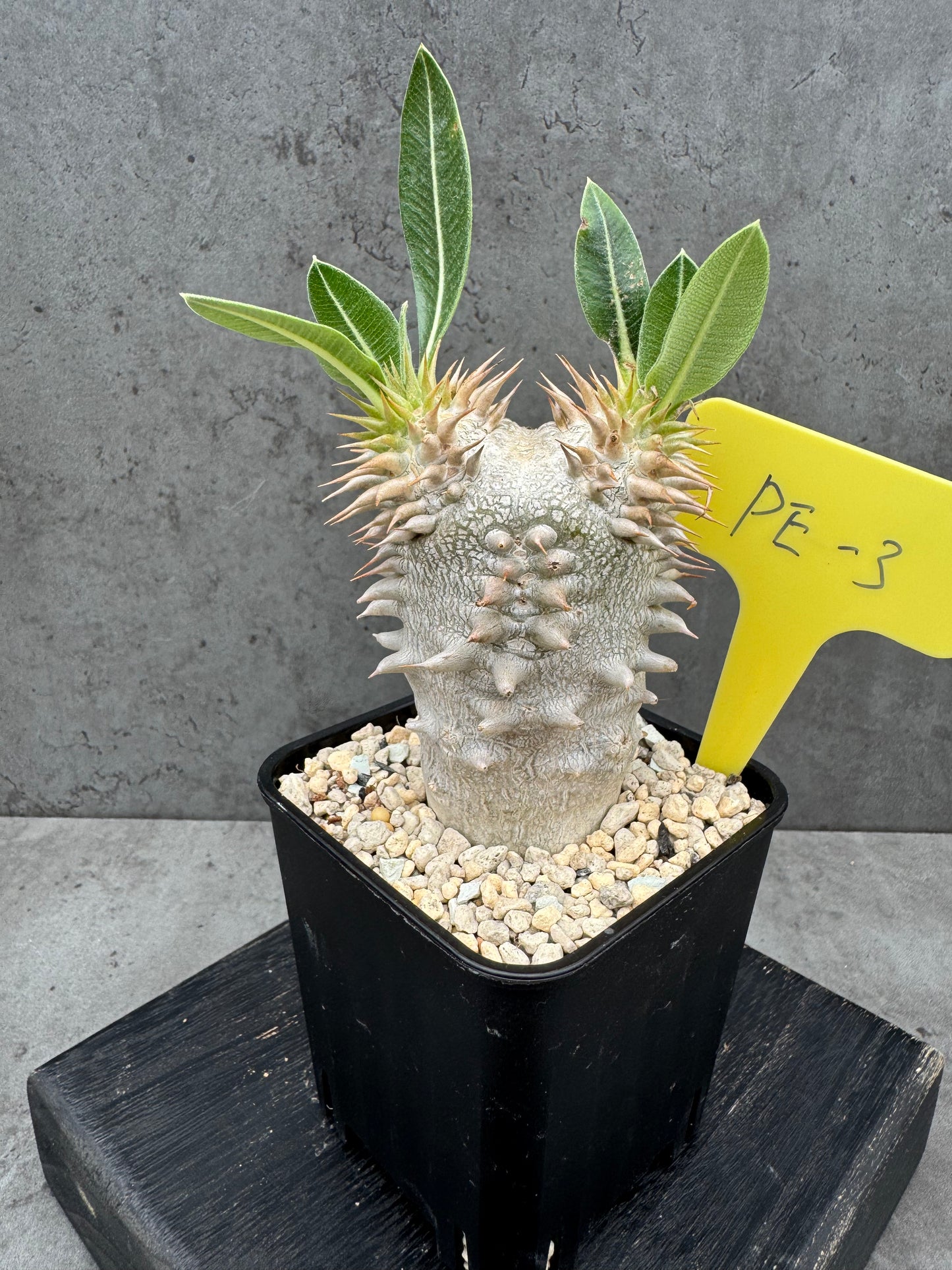 Pachypodium eburneum