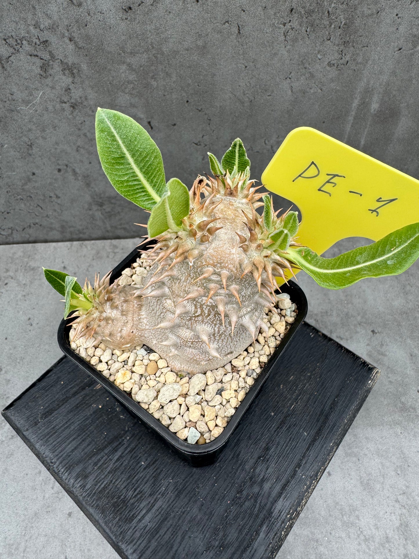 Pachypodium eburneum