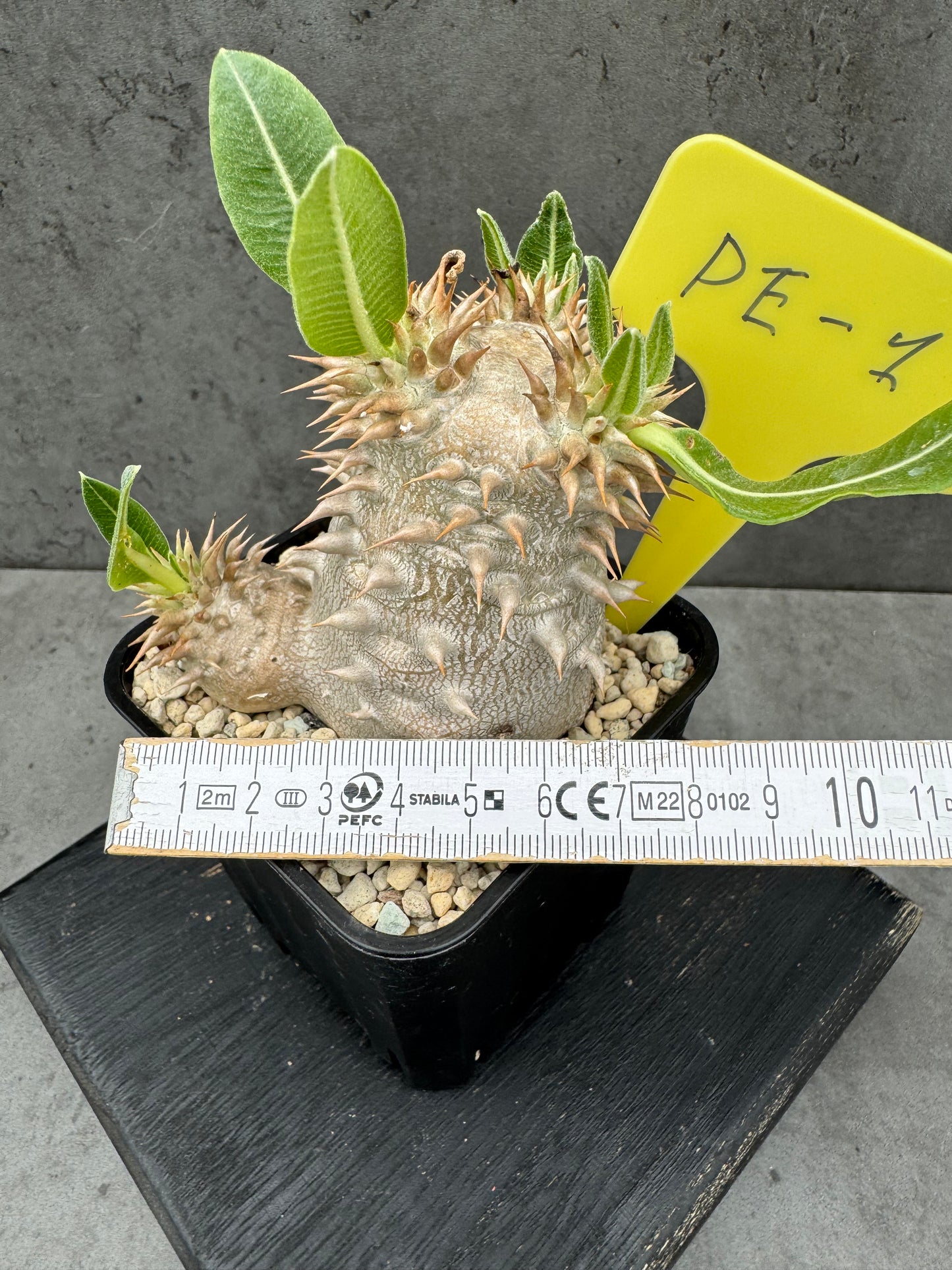 Pachypodium eburneum
