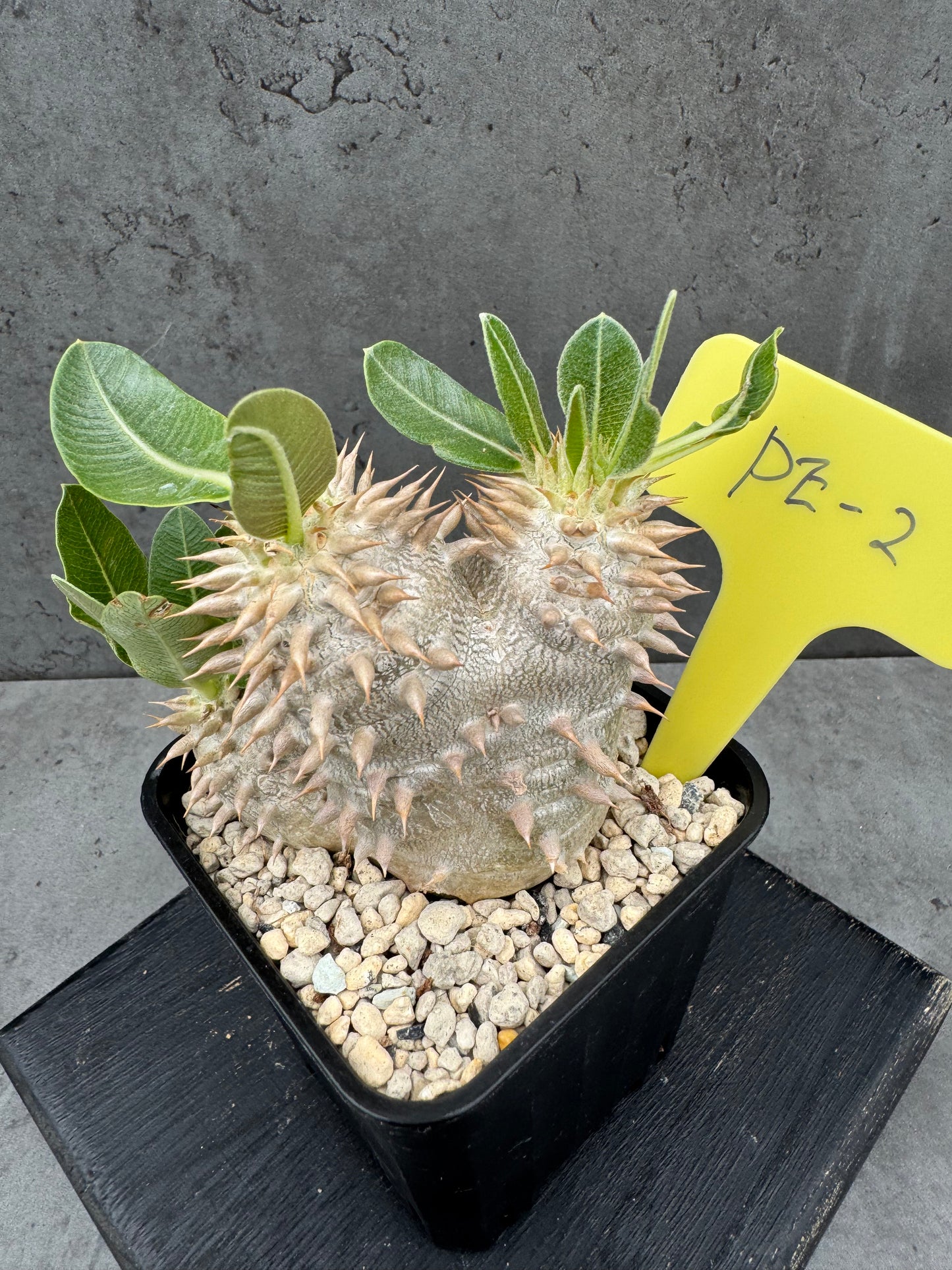 Pachypodium eburneum