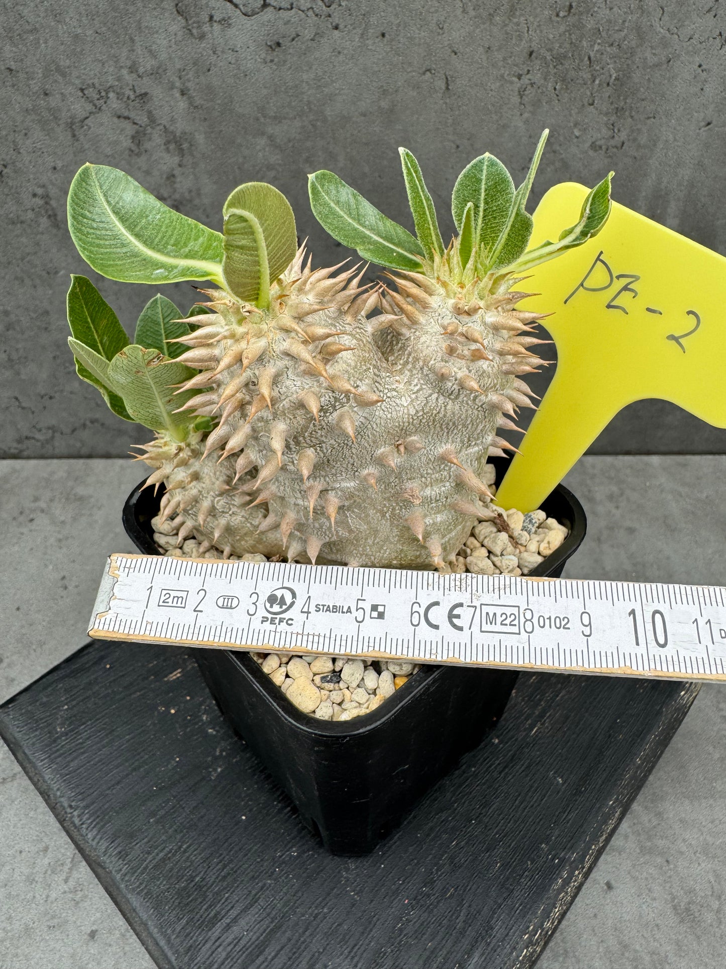 Pachypodium eburneum