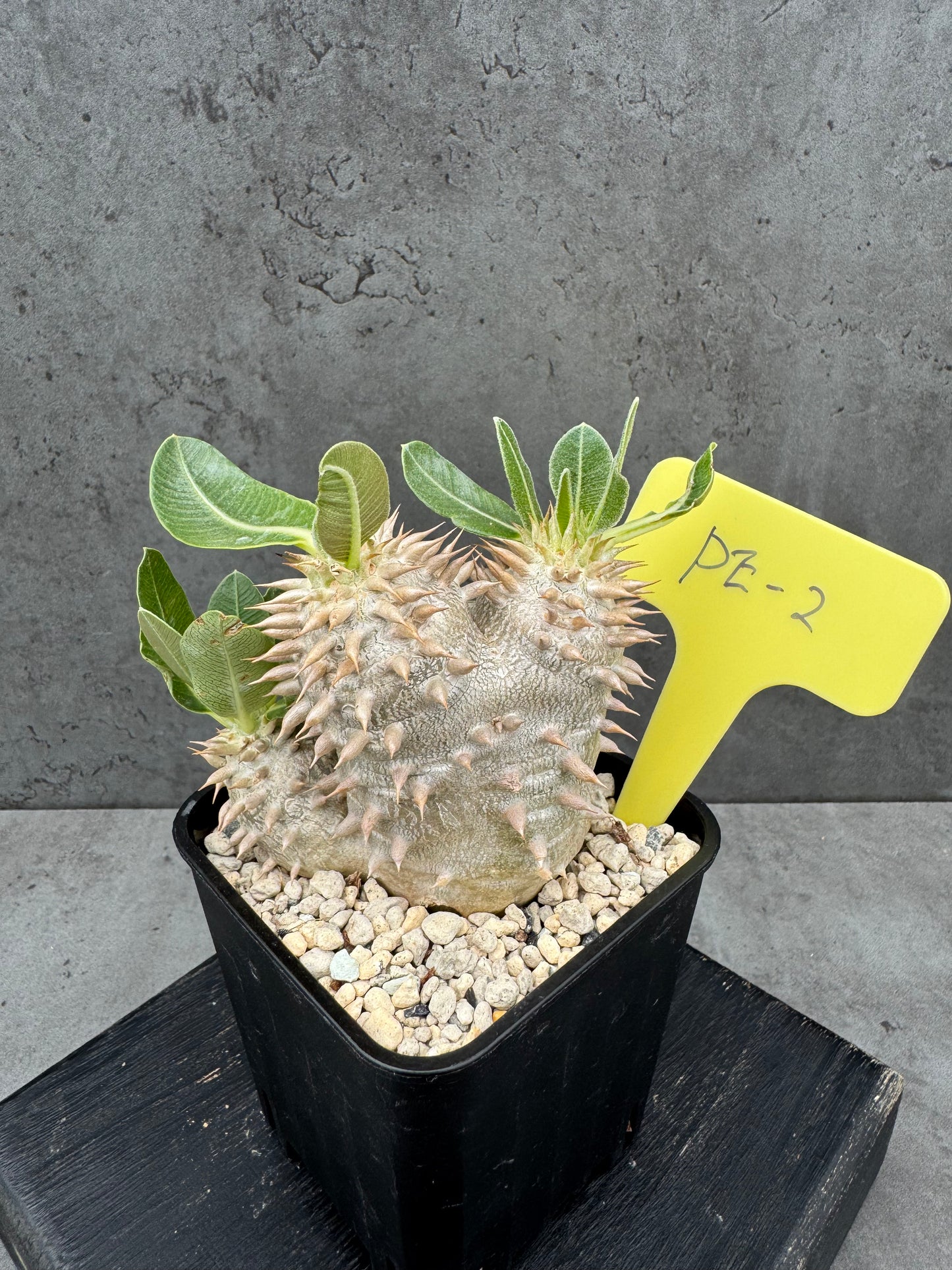 Pachypodium eburneum
