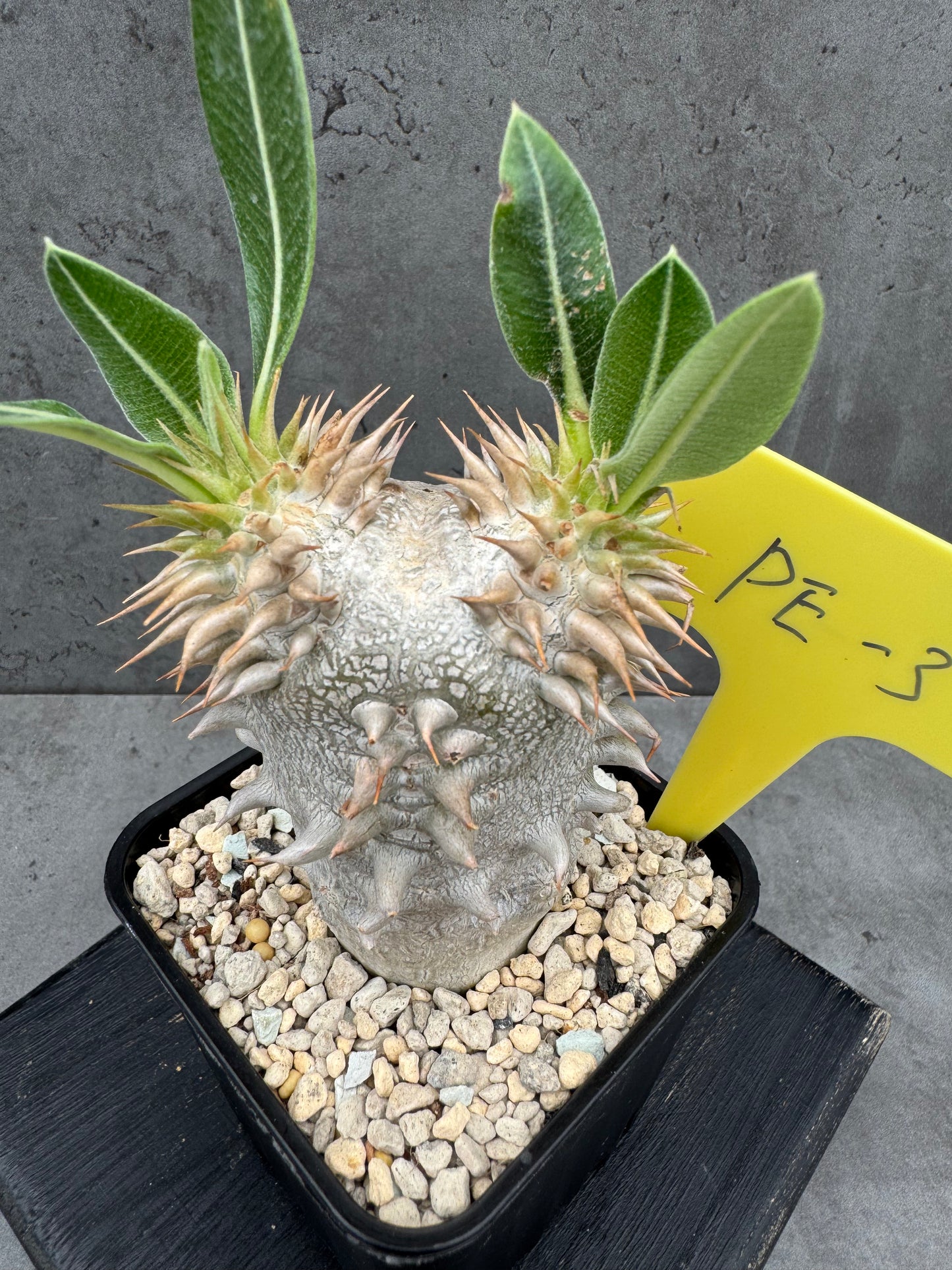 Pachypodium eburneum