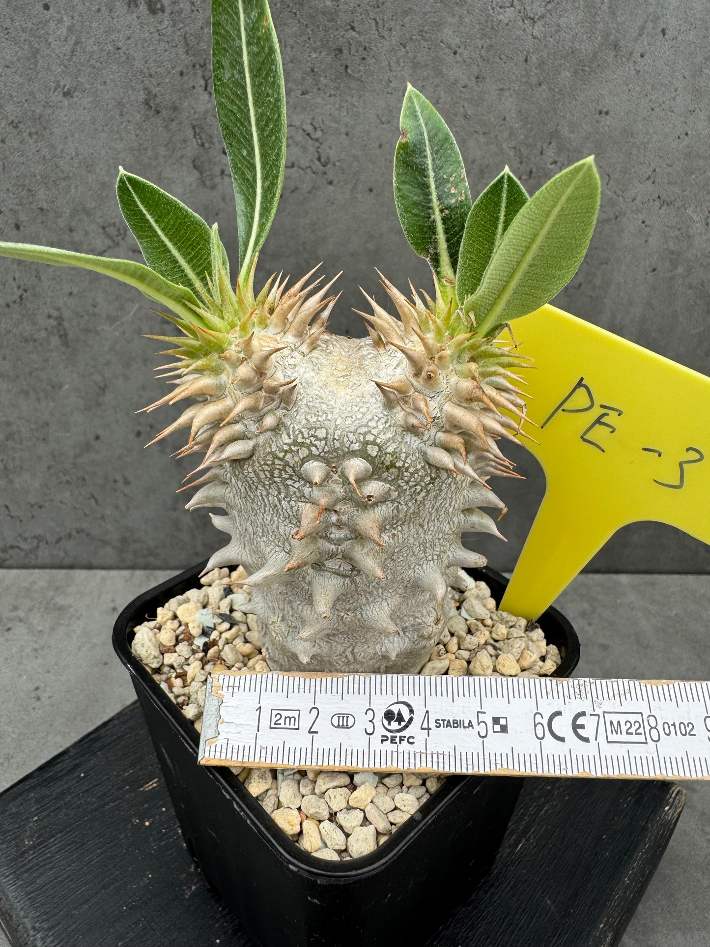 Pachypodium eburneum