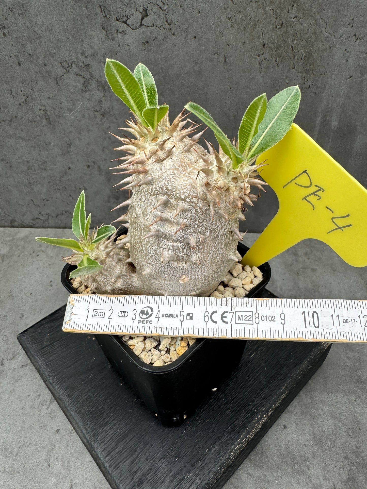 Pachypodium eburneum