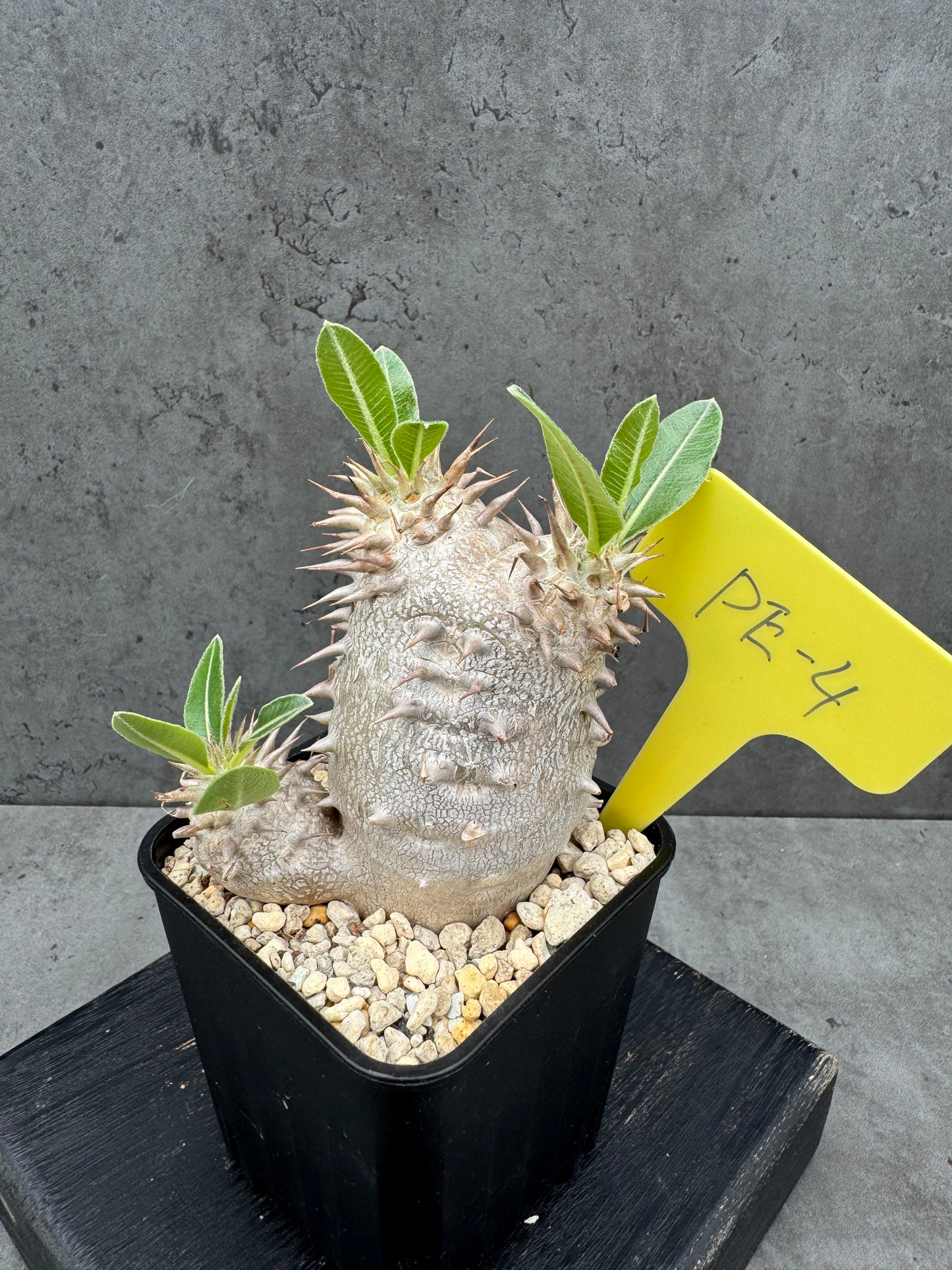 Pachypodium eburneum