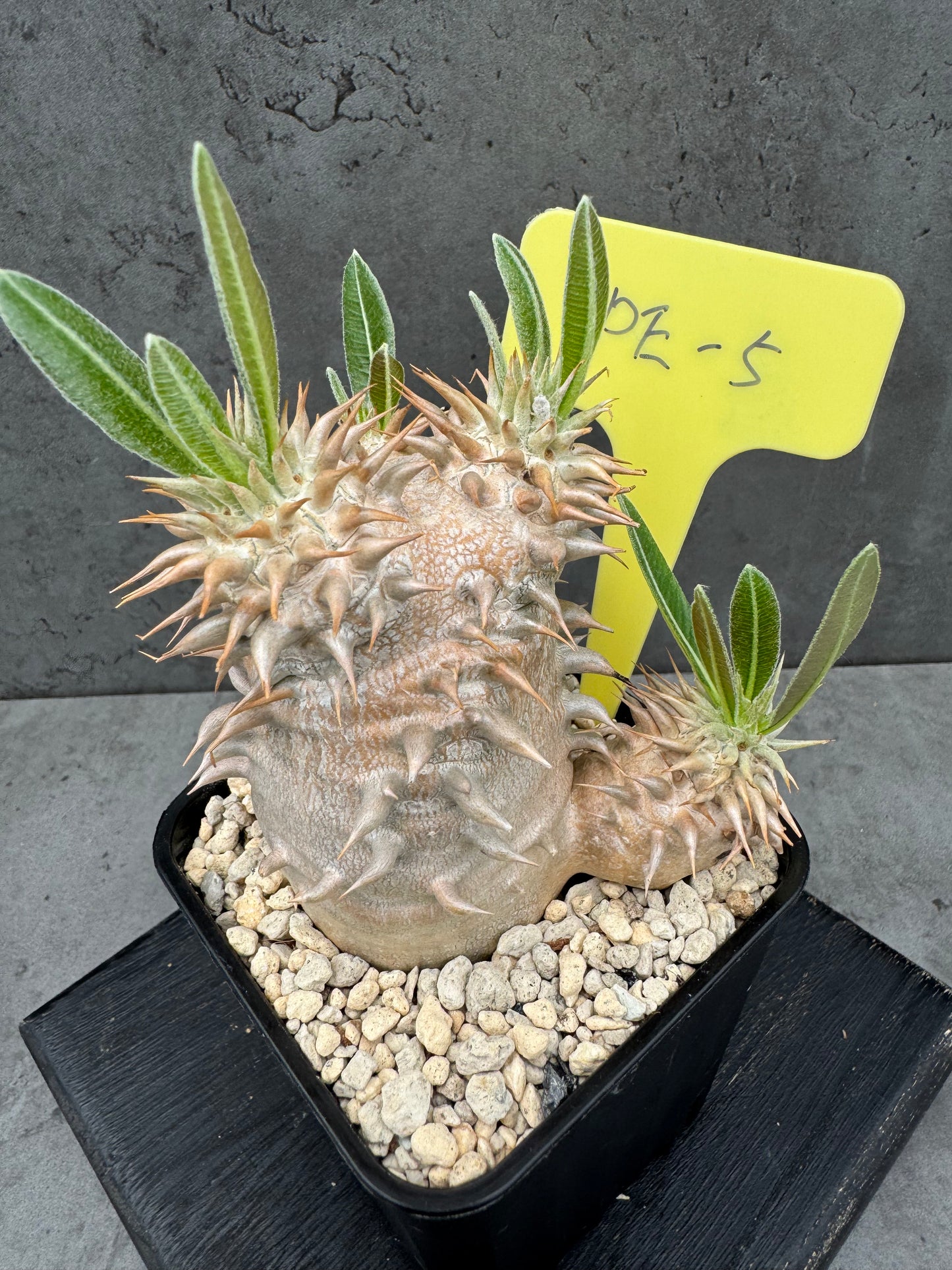 Pachypodium eburneum