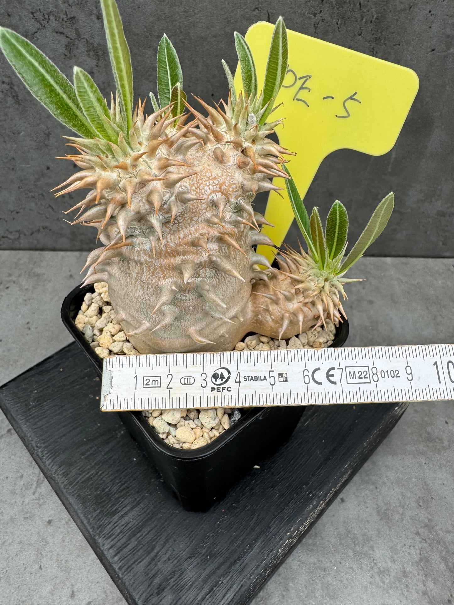 Pachypodium eburneum