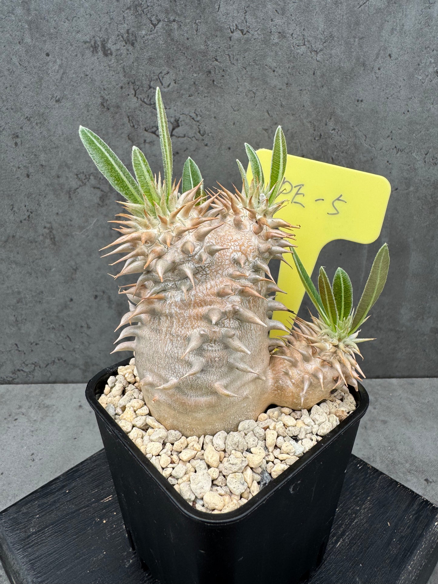 Pachypodium eburneum