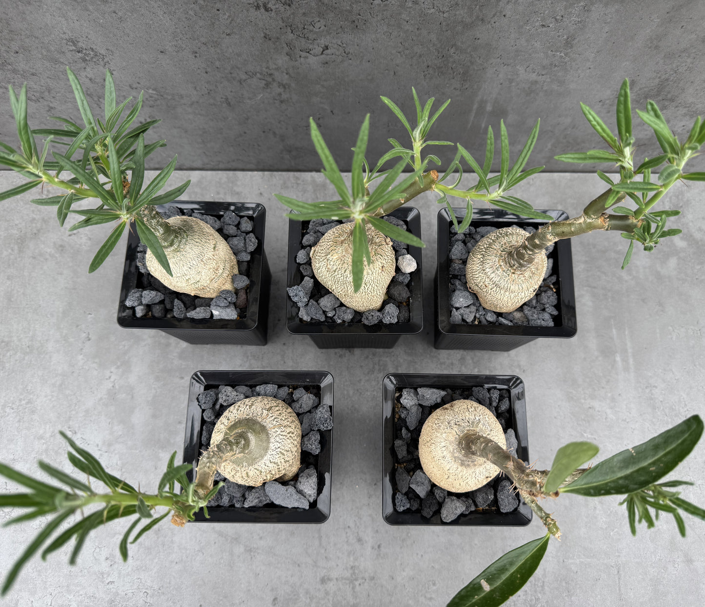 Pachypodium succulentum