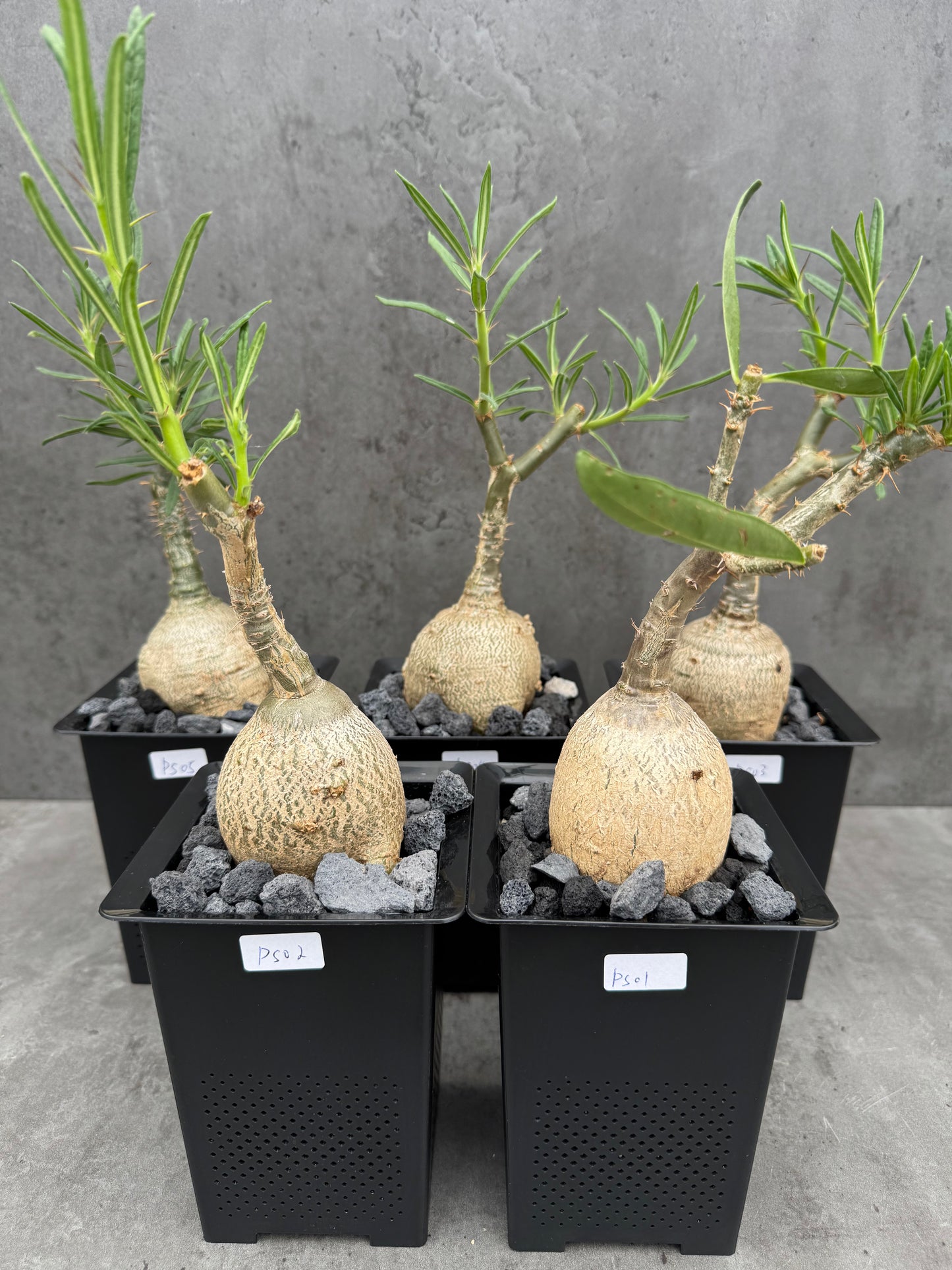 Pachypodium succulentum