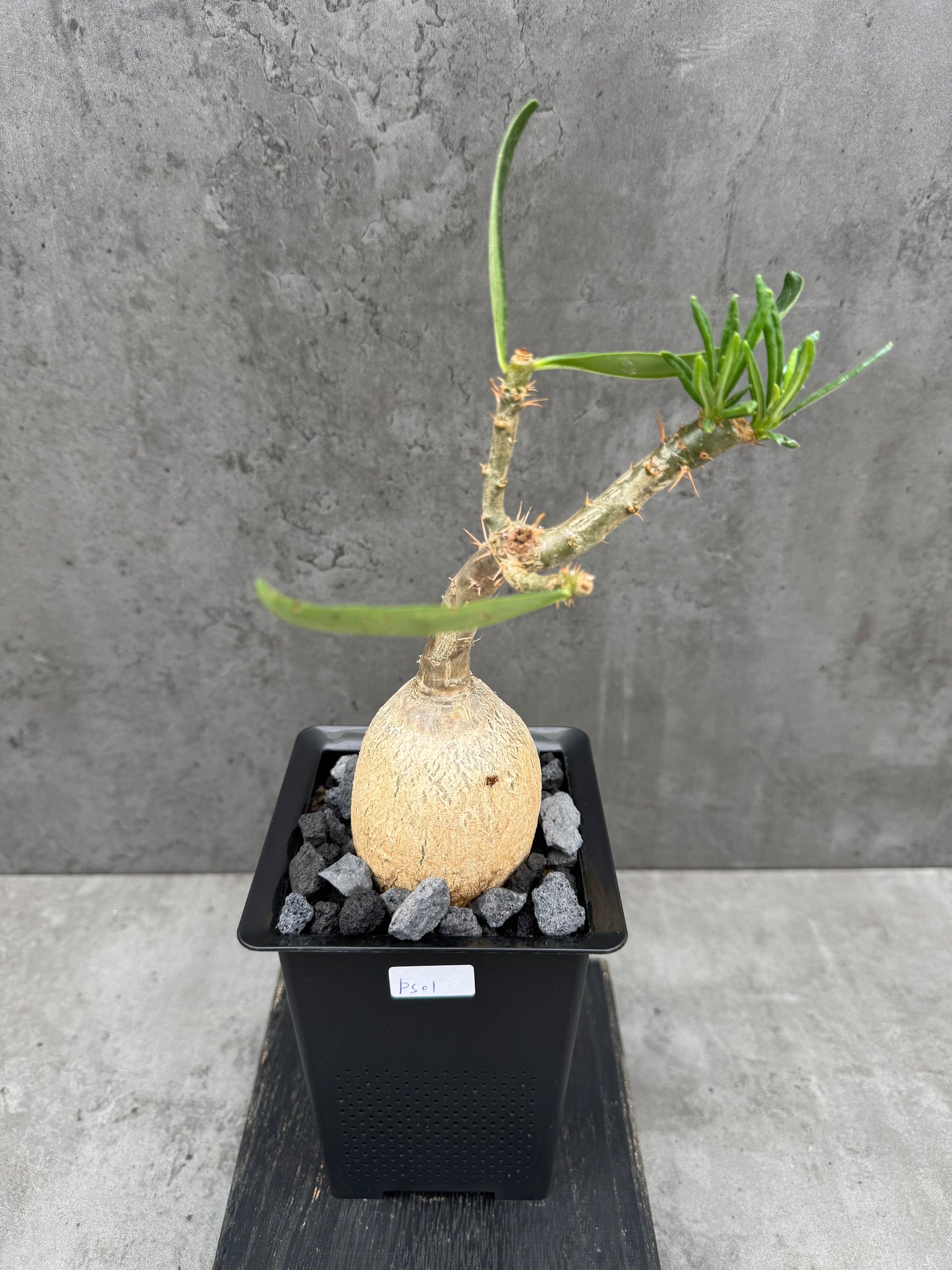 Pachypodium succulentum