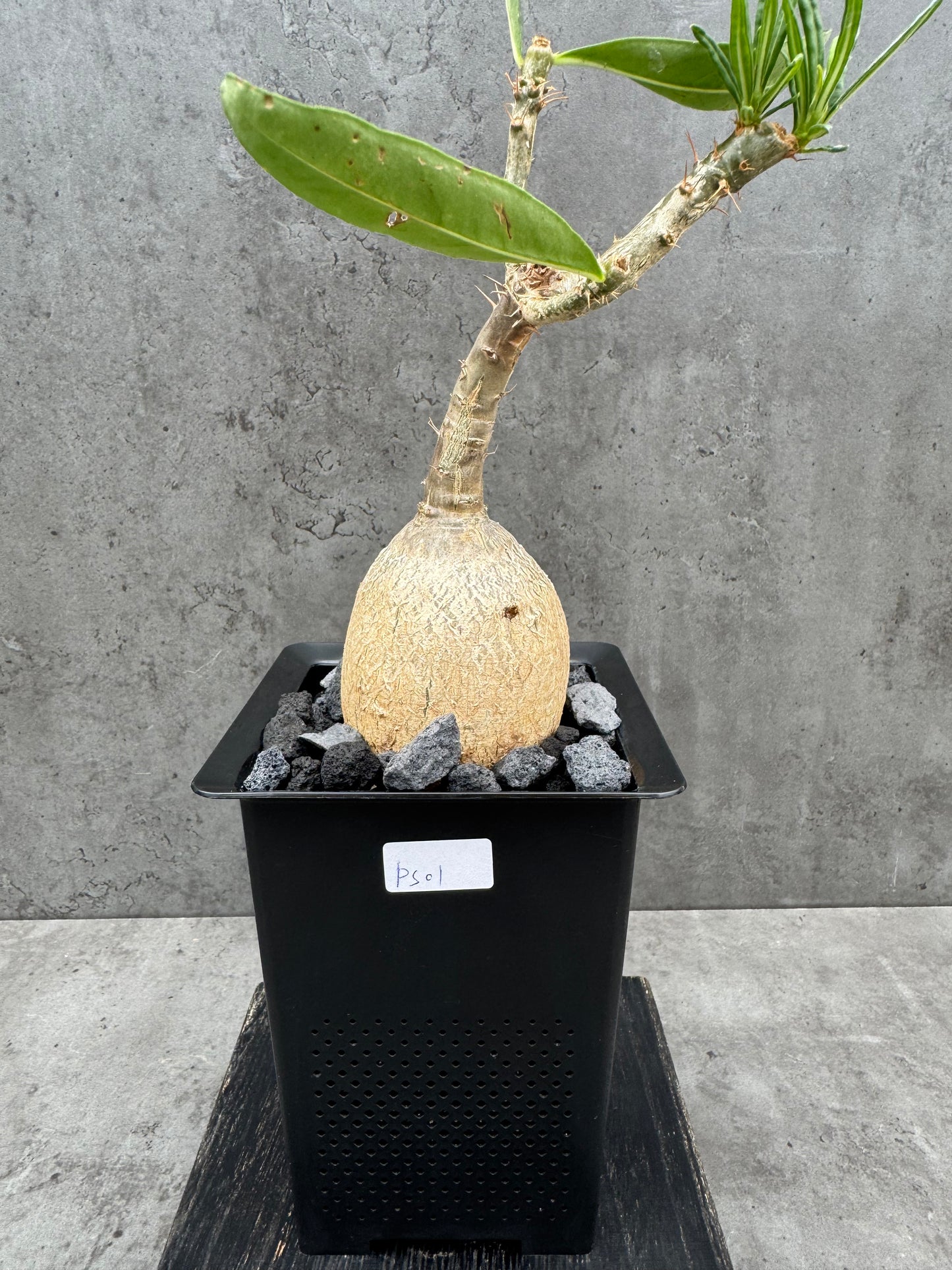 Pachypodium succulentum