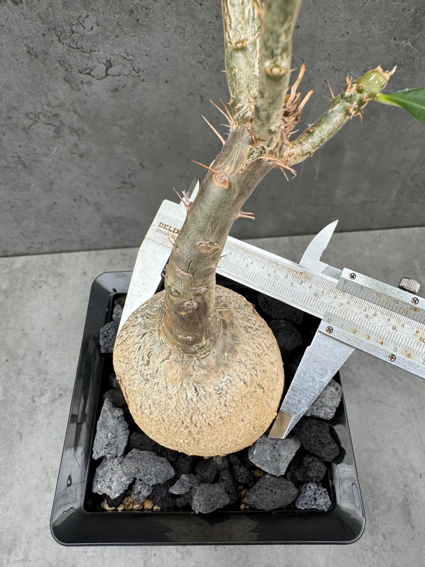 Pachypodium succulentum