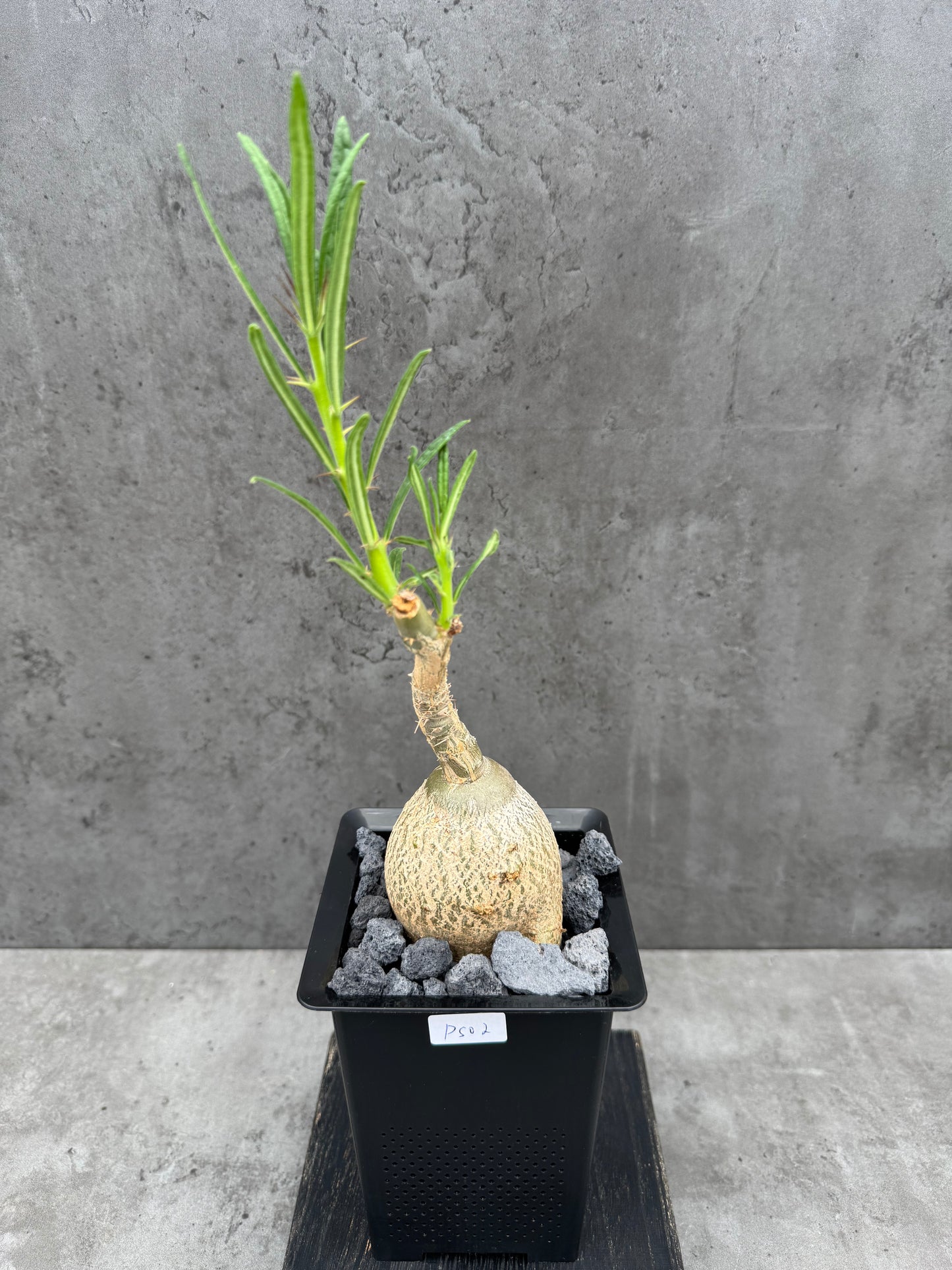 Pachypodium succulentum