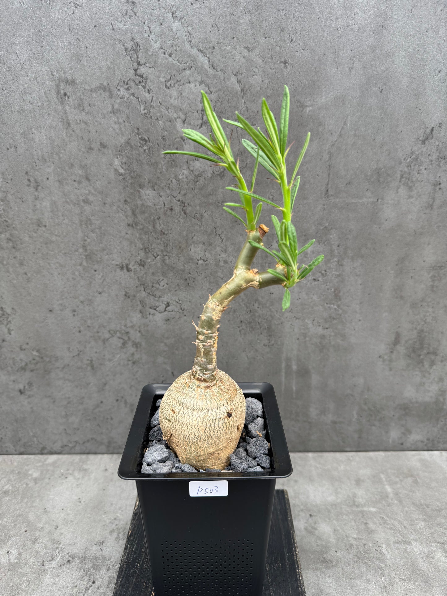 Pachypodium succulentum