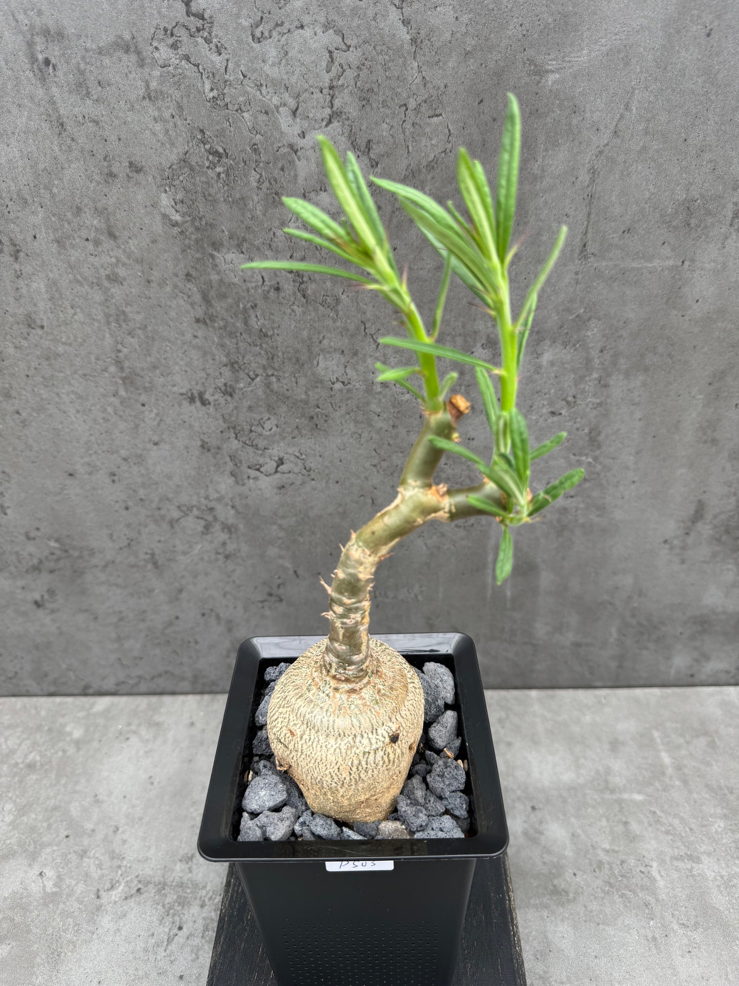 Pachypodium succulentum