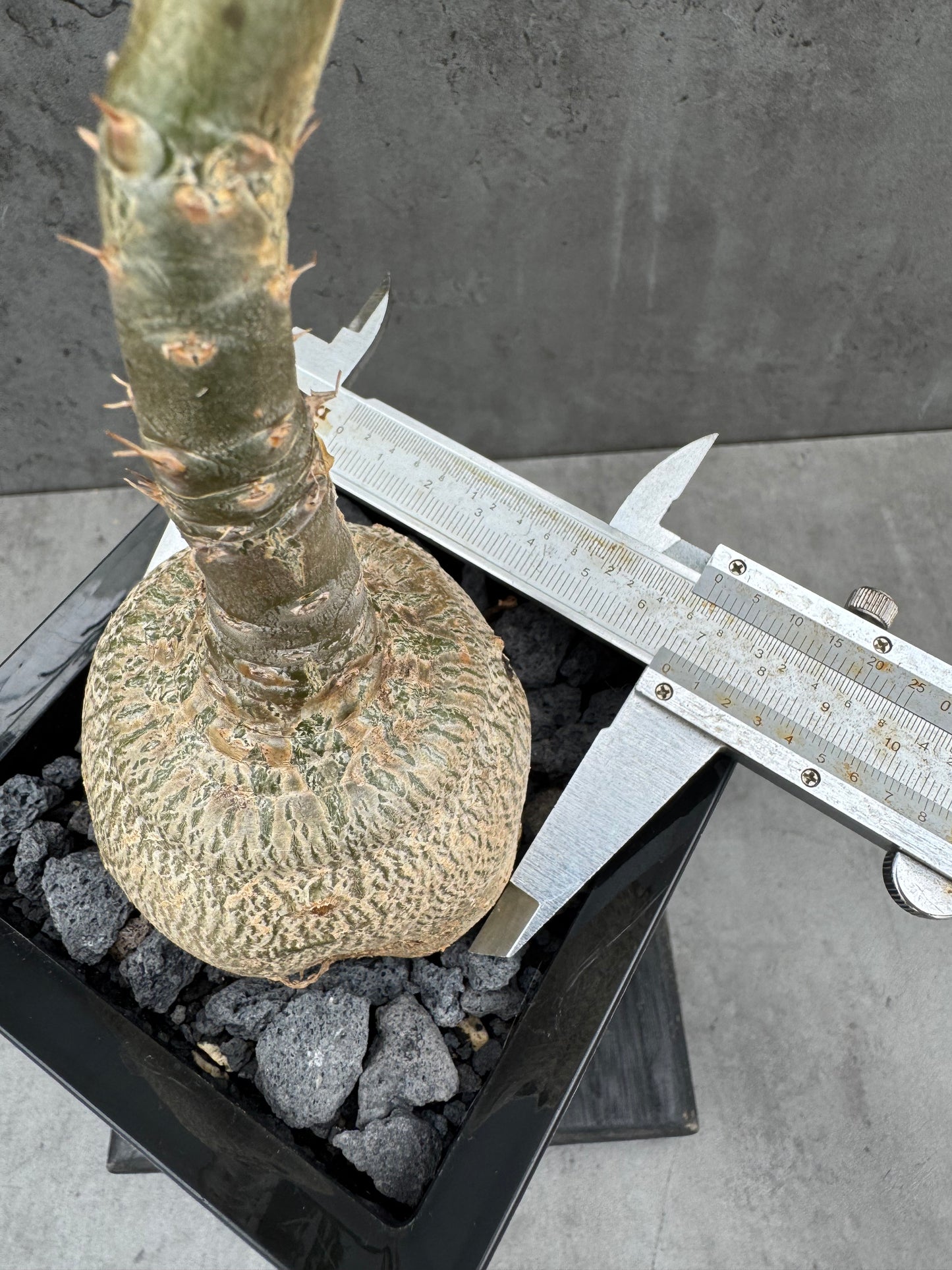Pachypodium succulentum